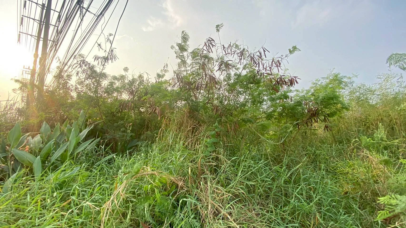 ขายที่ดินศักยภาพสูง 21-0-39.8  ไร่  หนองจอก  ติดถนนสุวินทวงศ์  เดินทางสะดวก เชื่อมสู่ถนนเสรีไทย รามคำแหง และทางด่วนมอเตอร์เวย์ - image 4