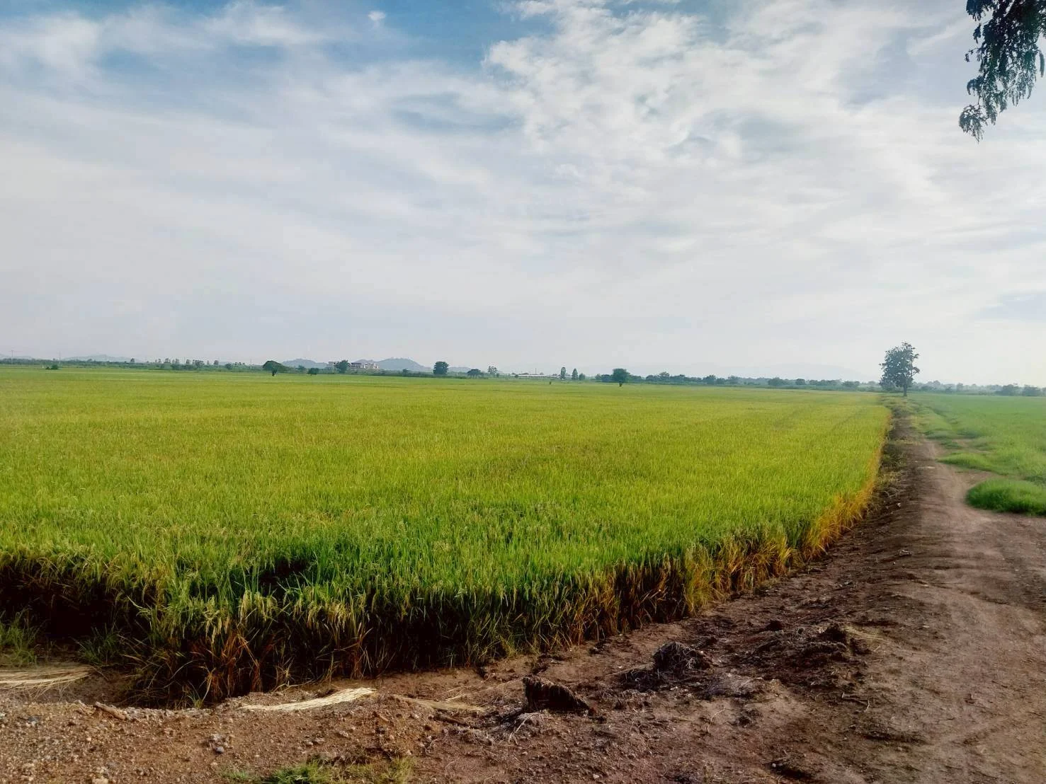 ขายที่ดินสวย 27-1-20 ไร่ ชานเมืองนครสวรรค์ เหมาะสร้างอยู่อาศัย ทำเกษตร จัดสรร บางพระหลวง เมืองนครสวรรค์ - image 7