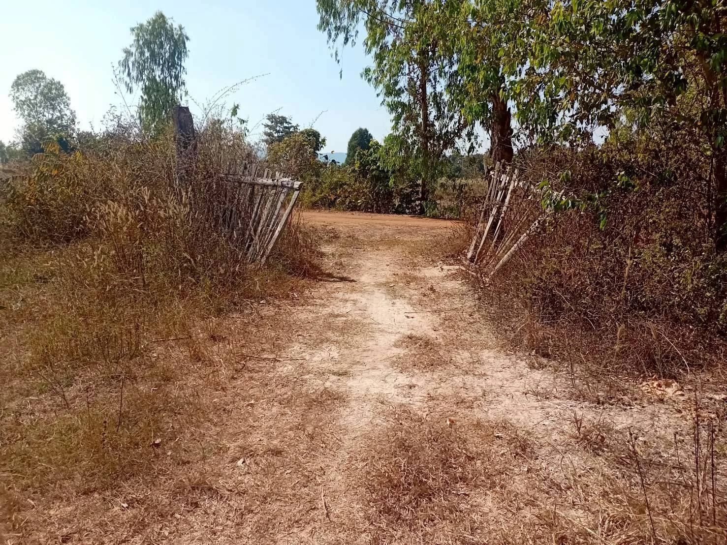 ขายที่ดินไร่อ้อย 60 ไร่ ดงมะไฟ เมืองสกล เหมาะทำเกษตรกรรม ZE603 - image 3