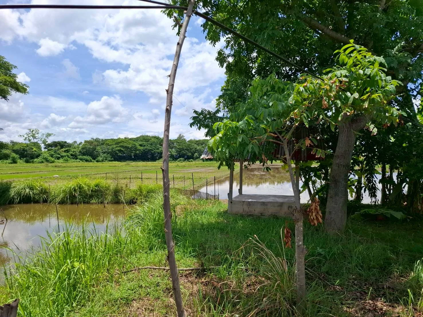 ขายที่ดินติดถนน หนองคายโพนพิสัย 7-0-93 ไร่ บ้านเดื่อ เมืองหนองคาย ZP182 - image 5