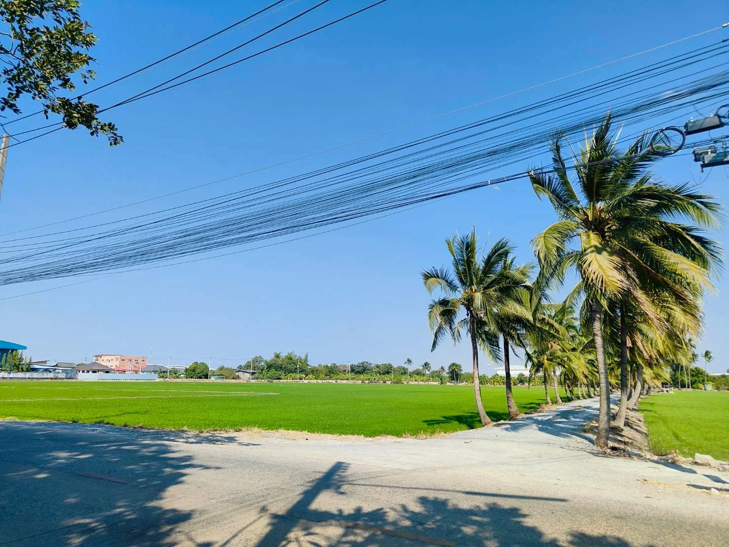ขายที่ดินแปลงสวย 731 ตร.วา อ้อมน้อย เพชรเกษม 130 ใกล้ BigCอ้อมใหญ่ พุทธมณฑลสาย5 ZB092 - image 8