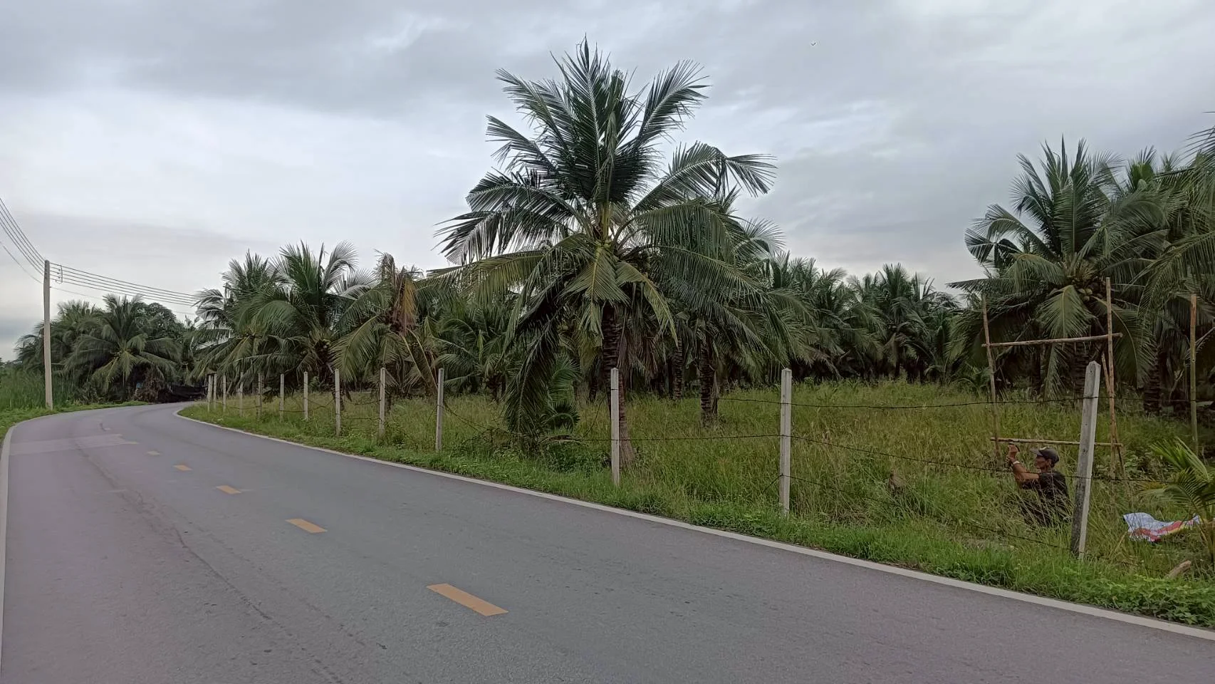 ขายที่ดินสวนมะพร้าว 19 ไร่ ติดคลองและถนนดำ บ้านแพ้ว ซอยทุ่งเศรษฐี สมุทรสาคร - image 2