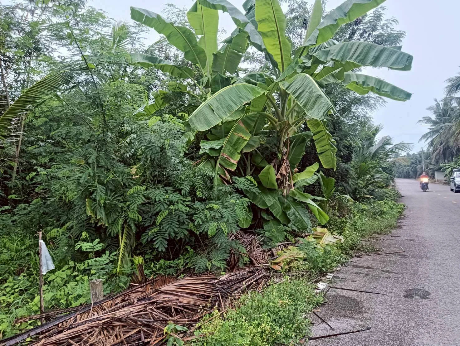 ขายที่ดิน 364 ตร.ว. ทำเลสวย ธรรมชาติ รมรื่น ปลายโพงพาง อัมพวา สมุทรสงคราม ใกล้เส้นถนนพระราม2 ZW615 - image 8