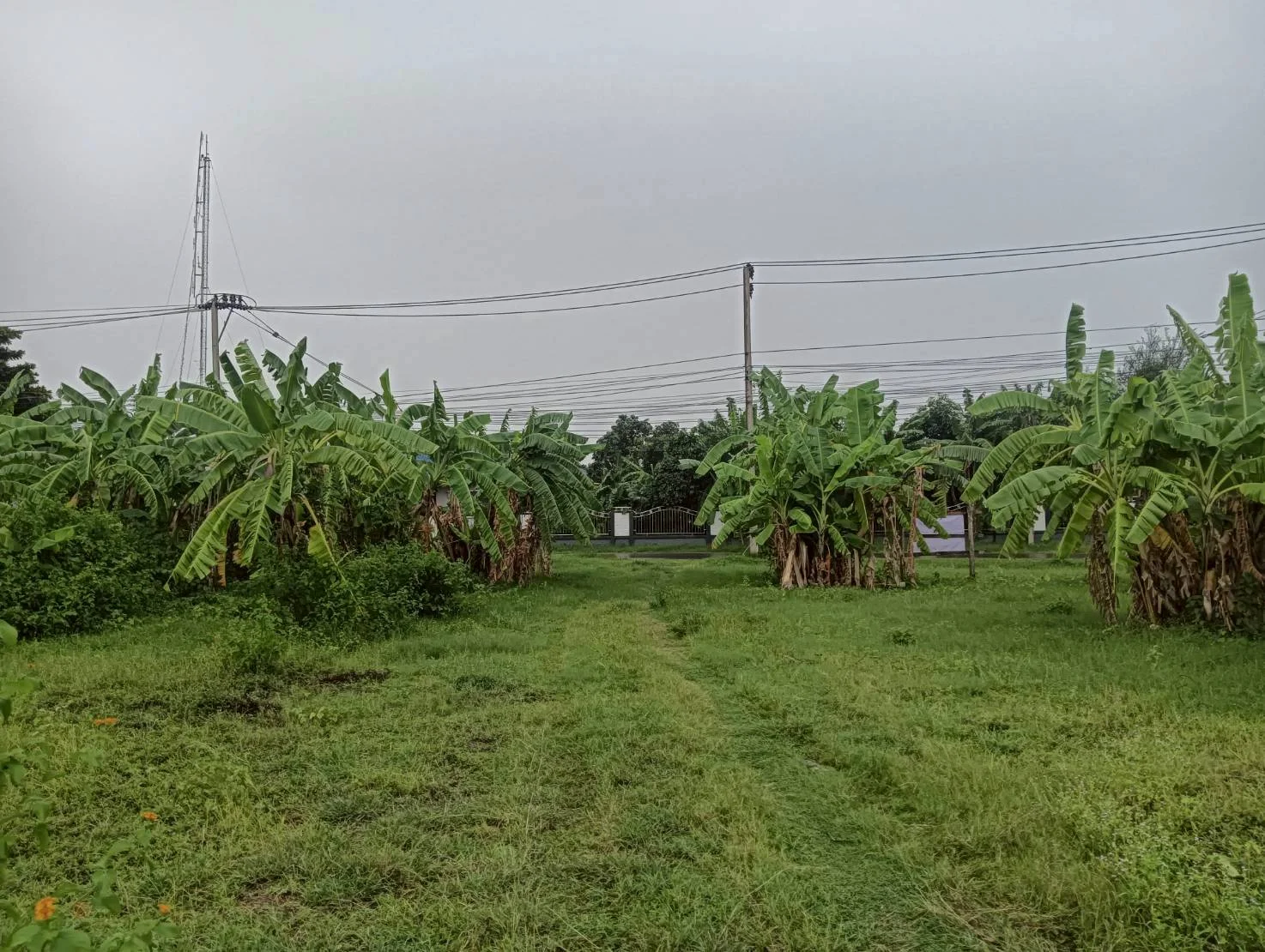 ขายที่ดินสวย 9-0-3 ไร่ ทำเลสวย ใกล้แหล่งชุมชน ท่ามะกา กาญจนบุรี ZW599 - image 2