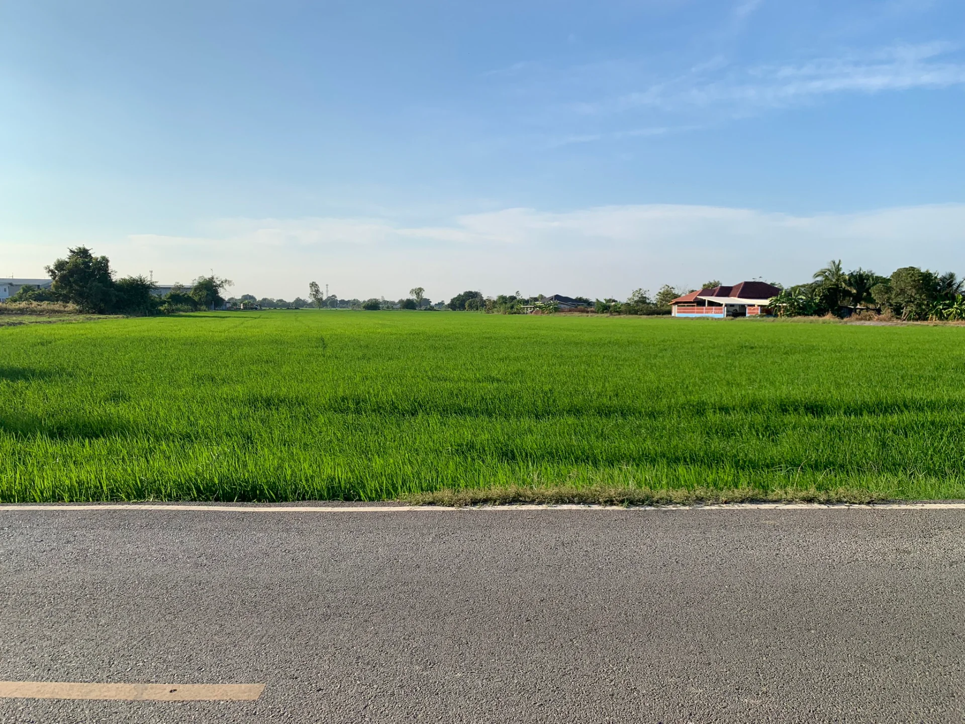 ขายที่ดิน 15-3-88 ไร่ แหล่งชุมชน ใกล้อบต.หนองจอก บางปะกง - image 2