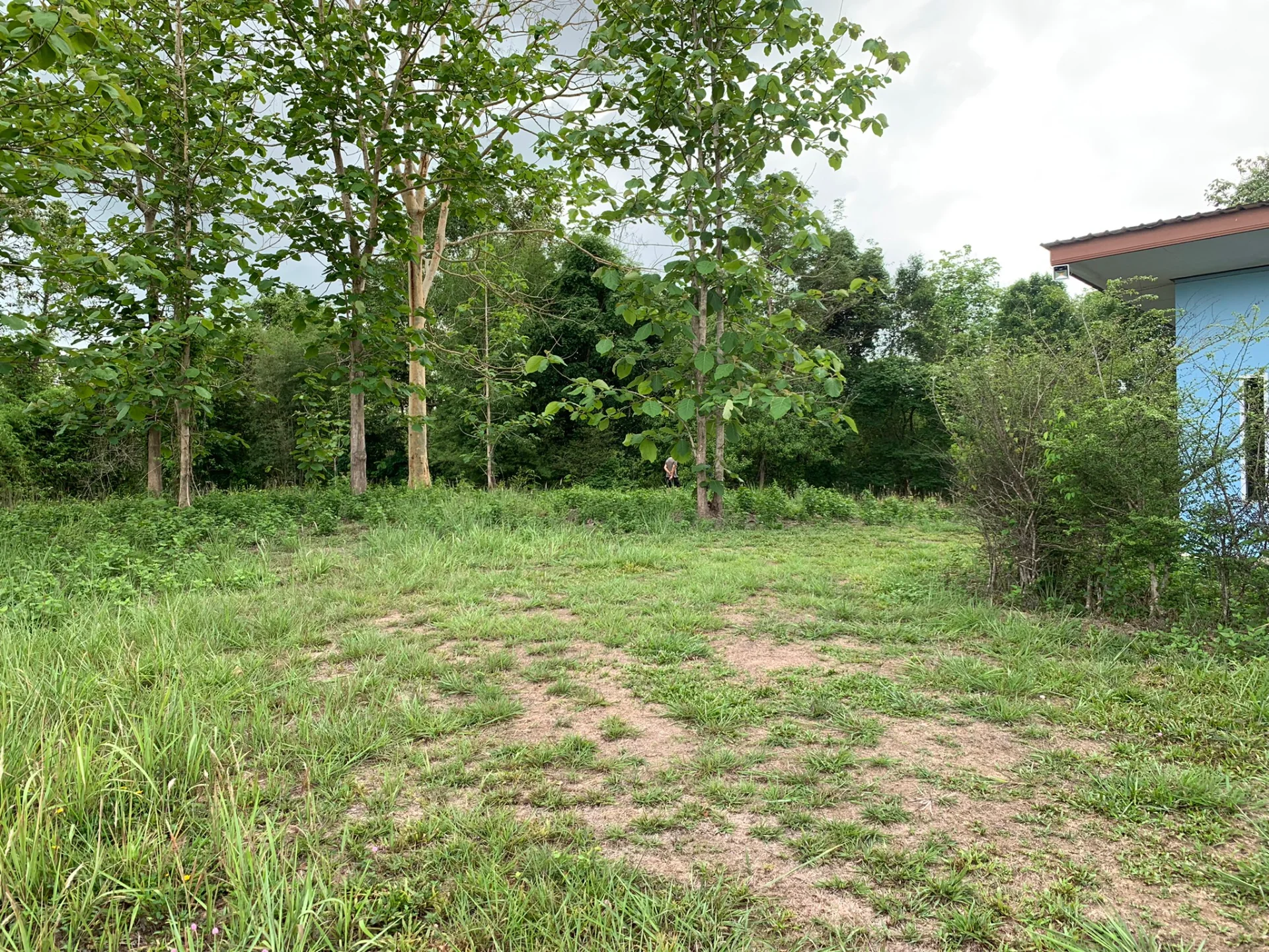 ขายที่ดิน 6 ไร่ พร้อมบ้านพัก 5 หลัง อยู่ติดถนนใหญ่ ใกล้ชุมชน ใกล้แหล่งท่องเที่ยวสำคัญ จ.น่าน ใกล้วัดศรีมงคล(วัดบ้านก๋ง) - image 6