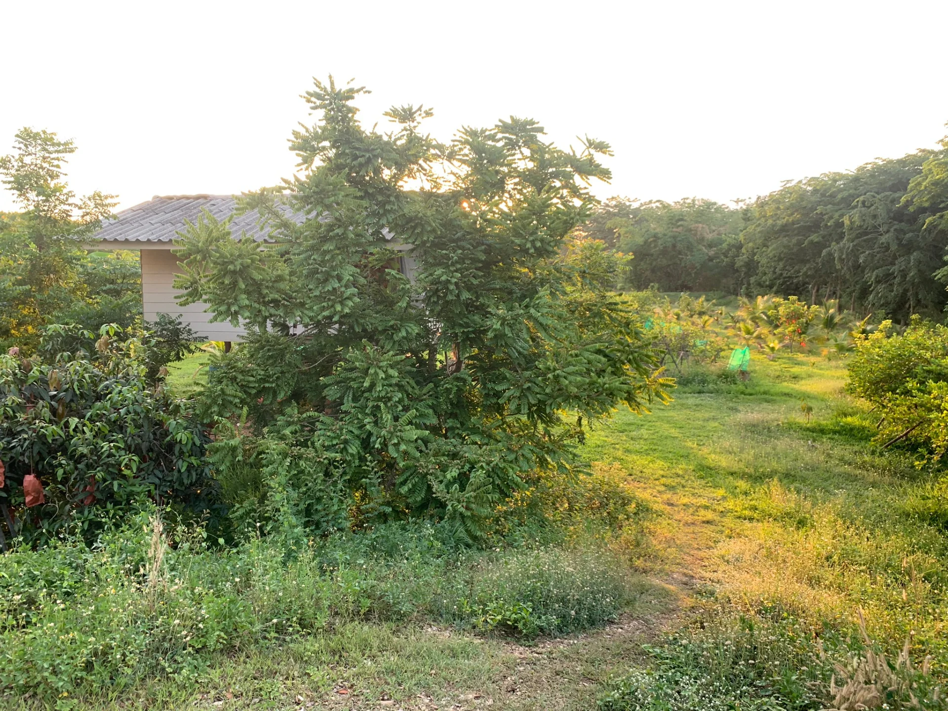 ขายสวนมะนาวสวนผสม 3 ไร่ เวียงสา จ.น่าน เหมาะทำบ้านสวนหรือเกษตรเชิงท่องเที่ยว - image 7