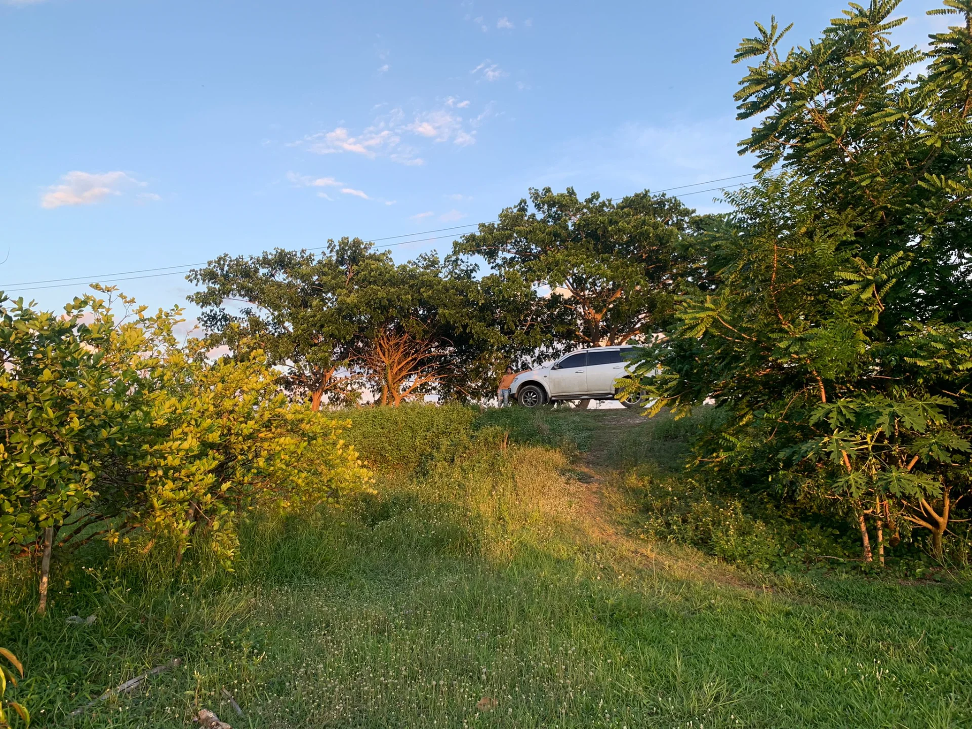 ขายสวนมะนาวสวนผสม 3 ไร่ เวียงสา จ.น่าน เหมาะทำบ้านสวนหรือเกษตรเชิงท่องเที่ยว - image 8
