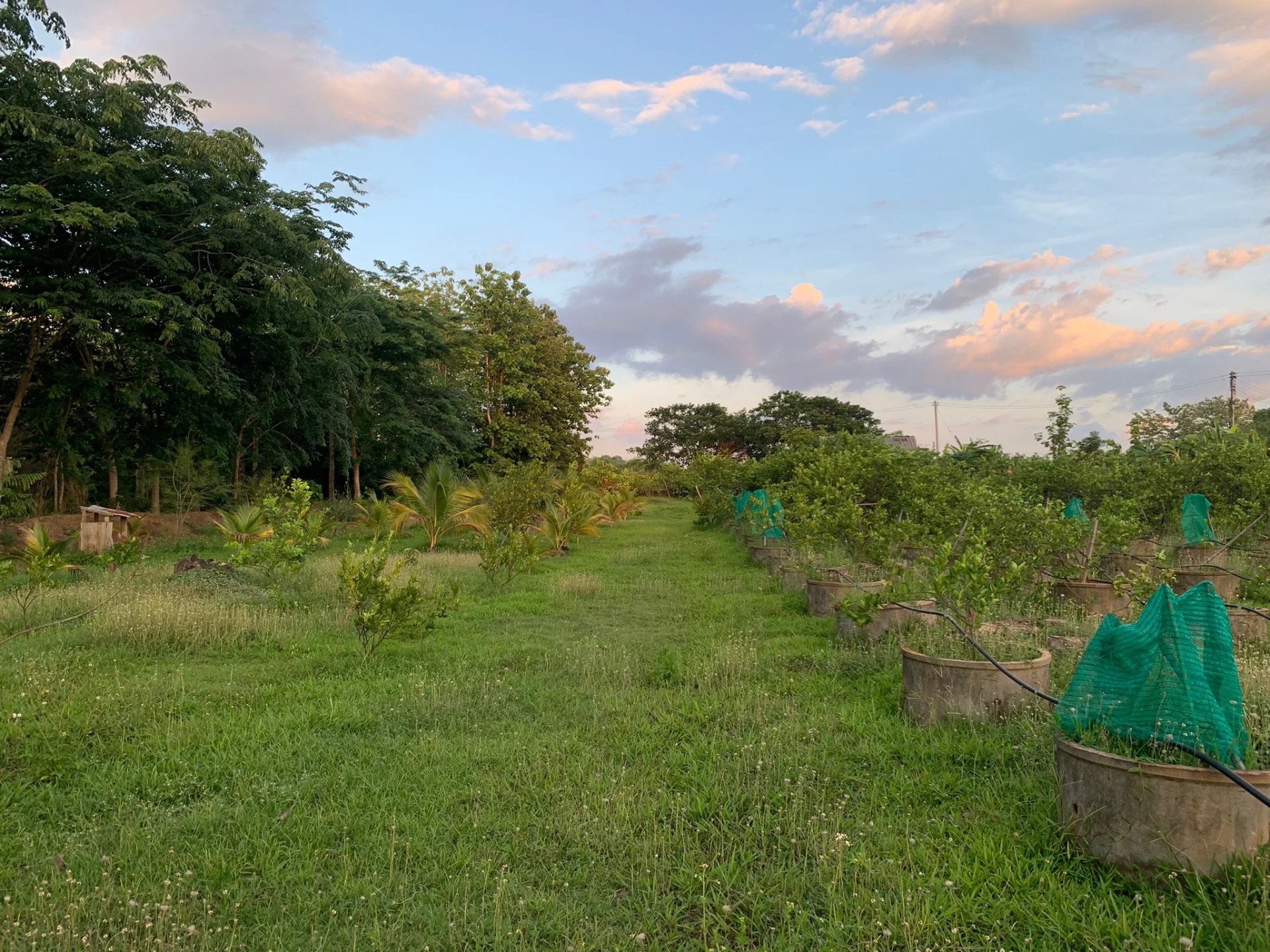 ขายสวนมะนาวสวนผสม 3 ไร่ เวียงสา จ.น่าน เหมาะทำบ้านสวนหรือเกษตรเชิงท่องเที่ยว - image 6