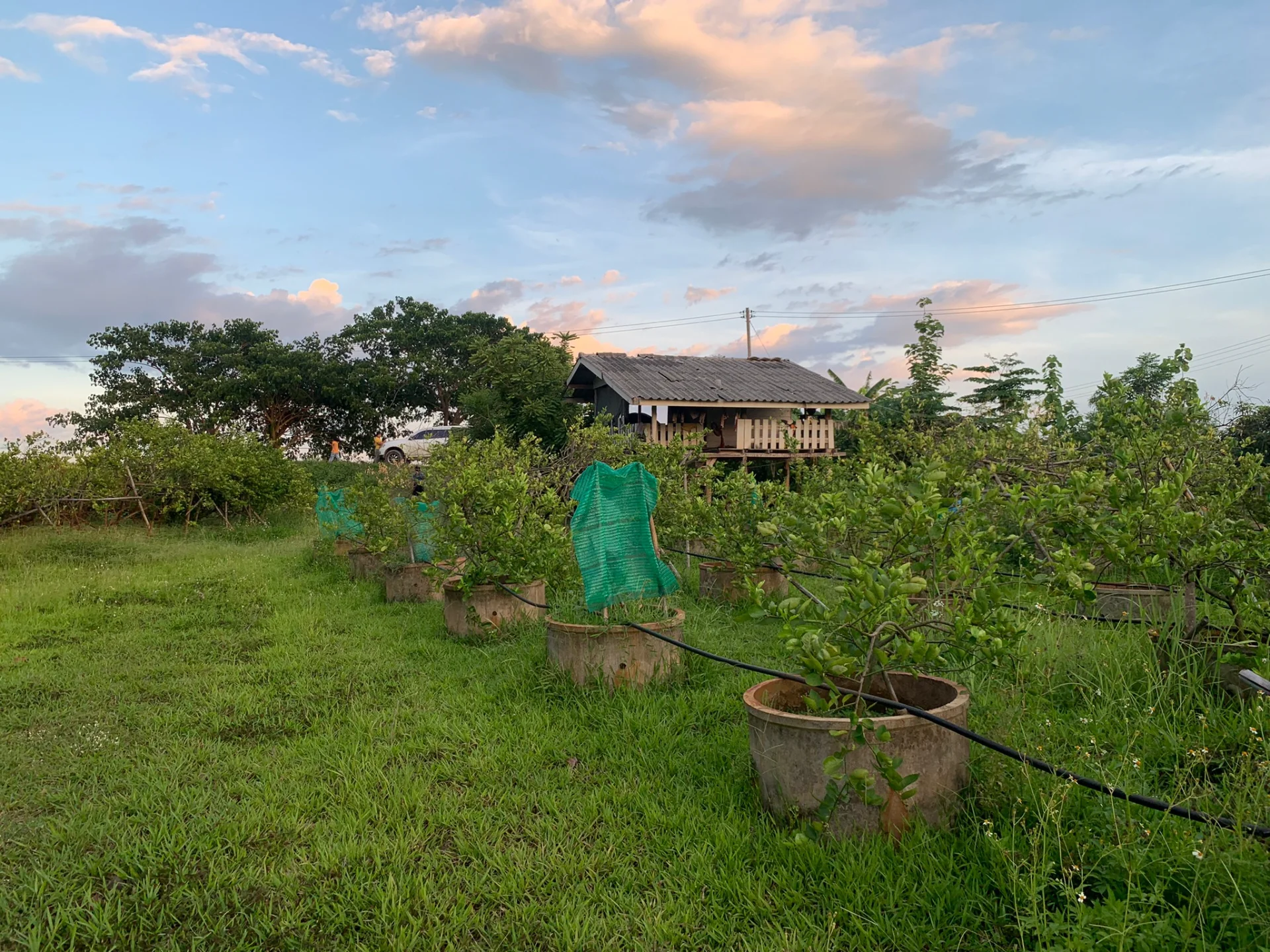 ขายสวนมะนาวสวนผสม 3 ไร่ เวียงสา จ.น่าน เหมาะทำบ้านสวนหรือเกษตรเชิงท่องเที่ยว