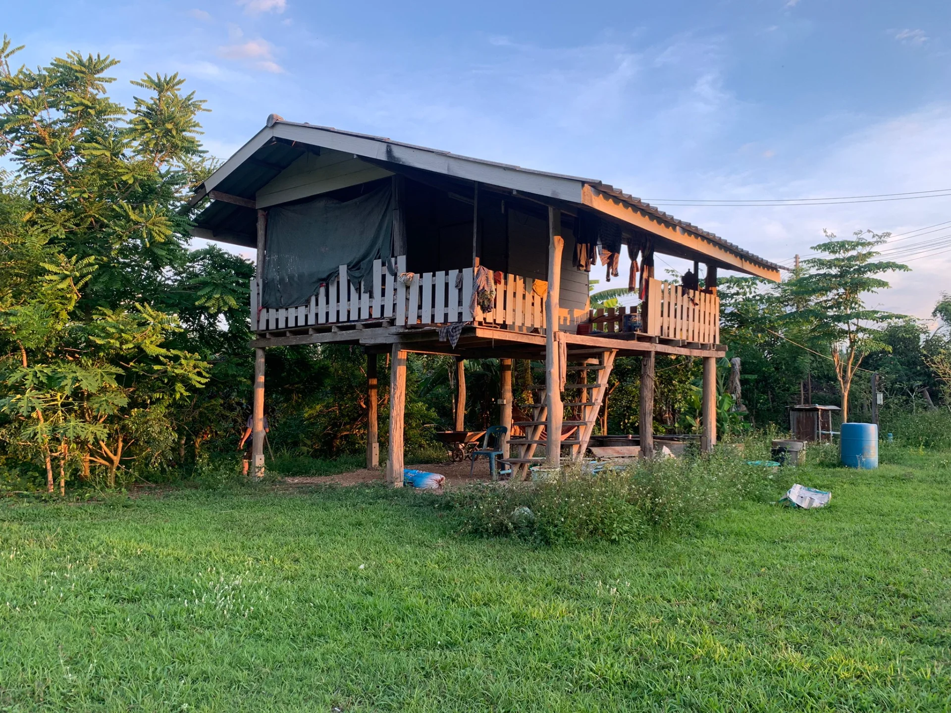 ขายสวนมะนาวสวนผสม 3 ไร่ เวียงสา จ.น่าน เหมาะทำบ้านสวนหรือเกษตรเชิงท่องเที่ยว - image 4