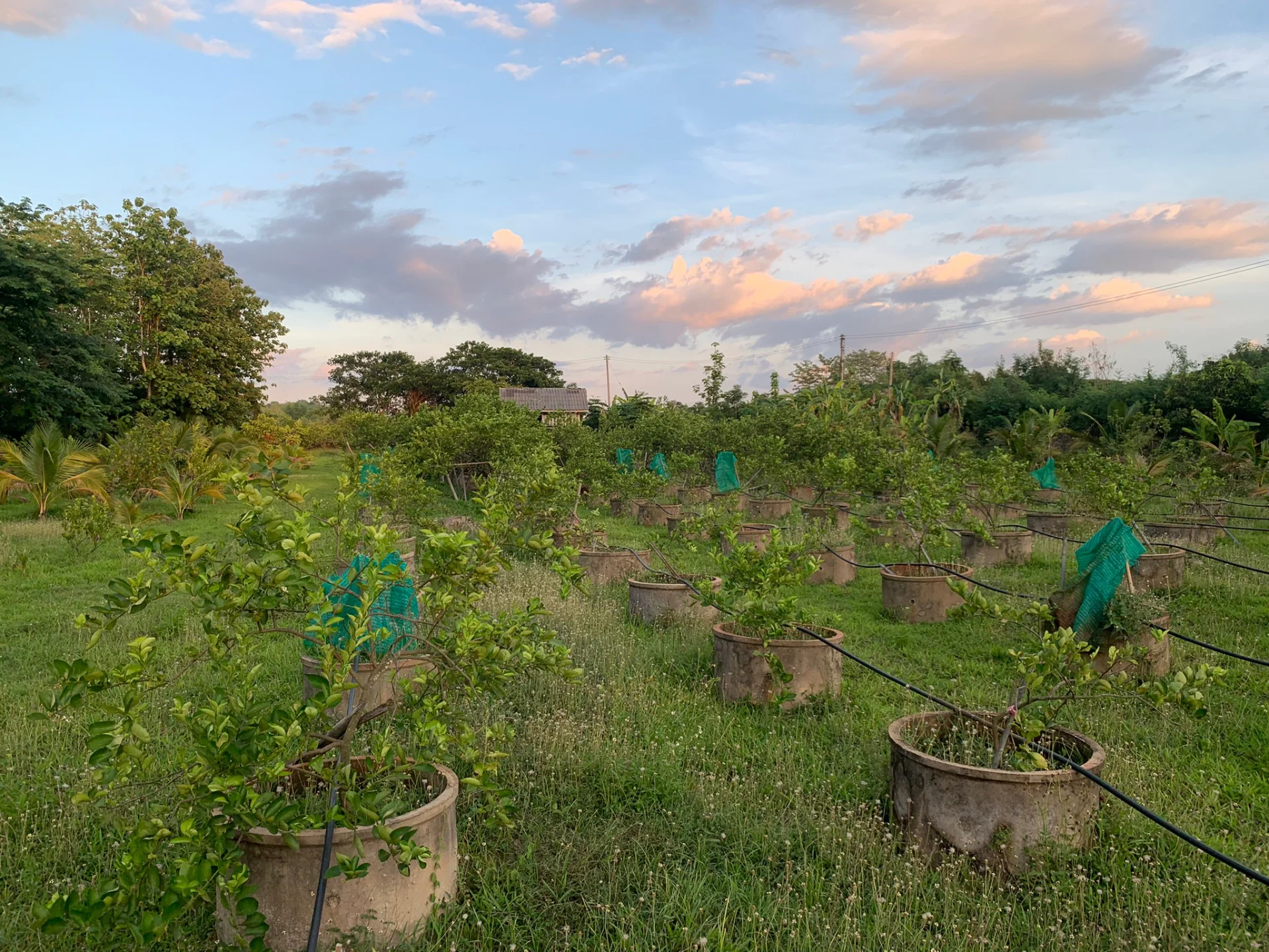 ขายสวนมะนาวสวนผสม 3 ไร่ เวียงสา จ.น่าน เหมาะทำบ้านสวนหรือเกษตรเชิงท่องเที่ยว - image 5