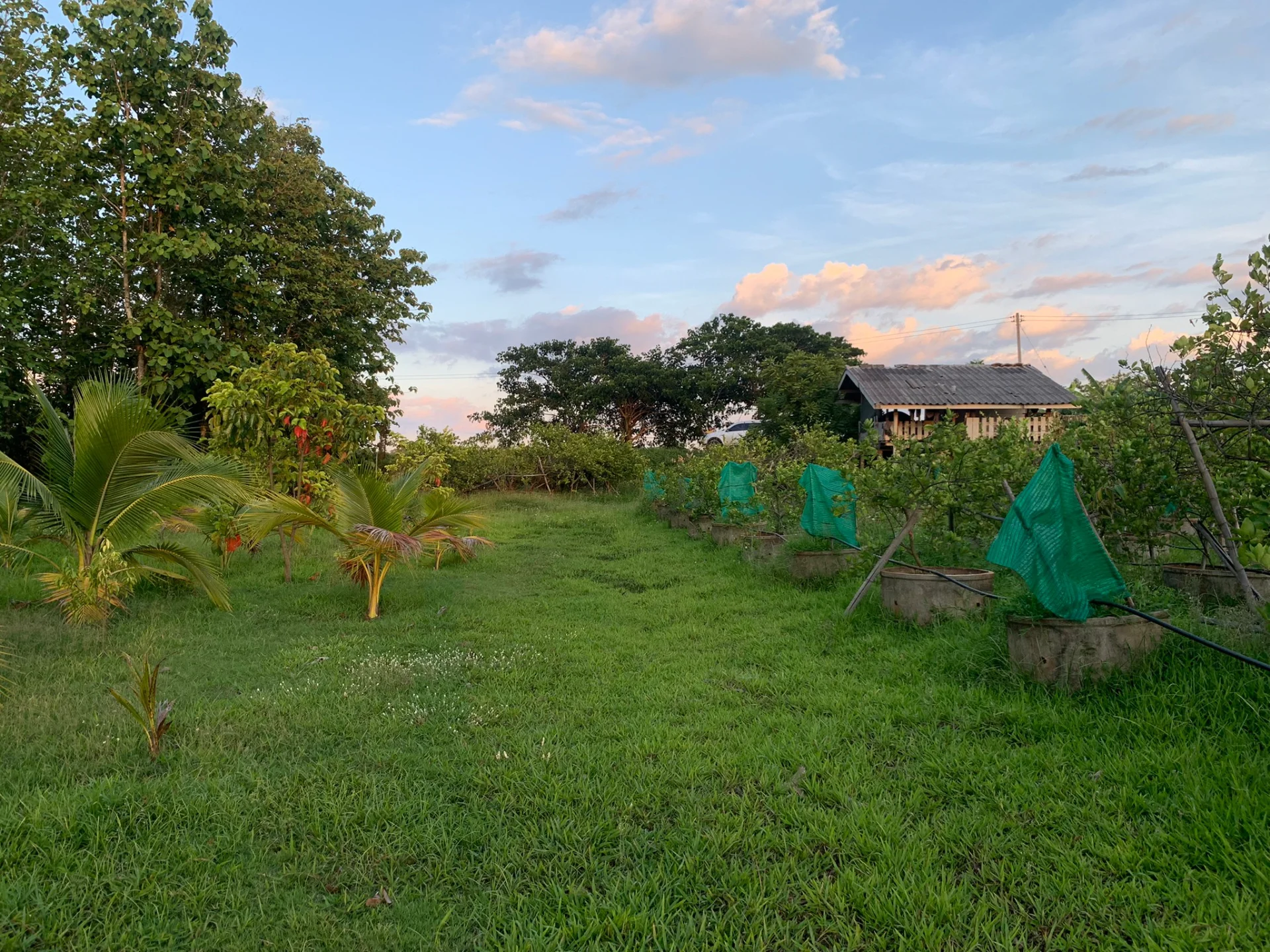 ขายสวนมะนาวสวนผสม 3 ไร่ เวียงสา จ.น่าน เหมาะทำบ้านสวนหรือเกษตรเชิงท่องเที่ยว - image 3