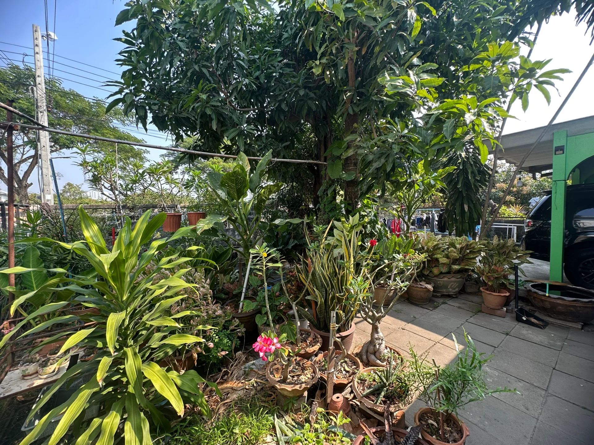 ขายบ้านเดี่ยว 78 ตรว. บางแก้ว ใกล้เมกาบางนา  เข้าซอยโรงเรียนราชวิตบางแก้ว   ZY235  - image 7