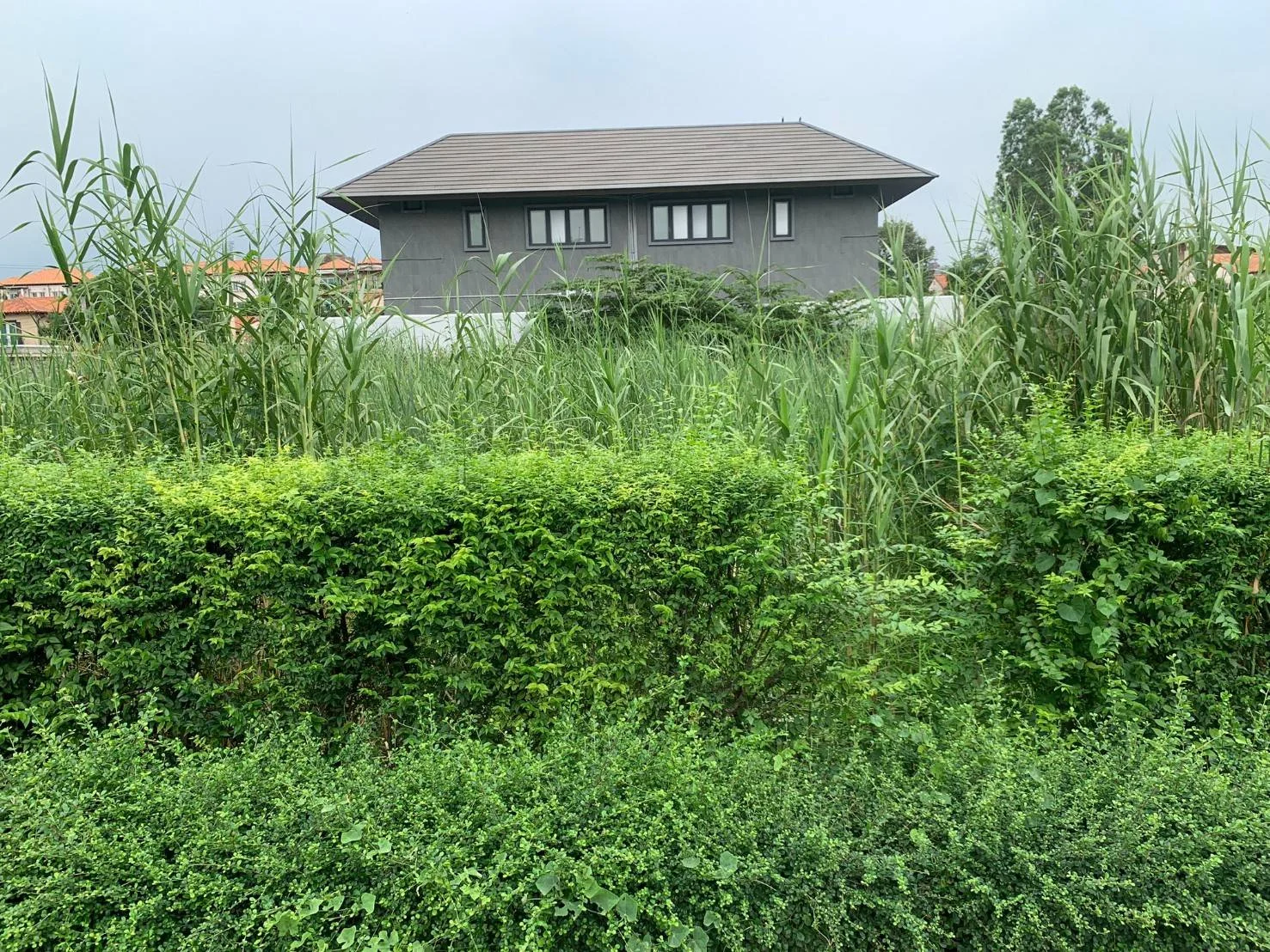 ขายที่ดินบางแก้ว บางนา กม.7 สวยมากๆ ทำเลดี 189 ตร.วา ใกล้เมกาบางนา รูปแปลงสี่เหลี่ยมสวย - image 6