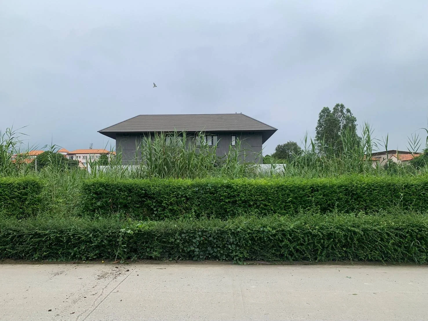 ขายที่ดินบางแก้ว บางนา กม.7 สวยมากๆ ทำเลดี 189 ตร.วา ใกล้เมกาบางนา รูปแปลงสี่เหลี่ยมสวย - image 7