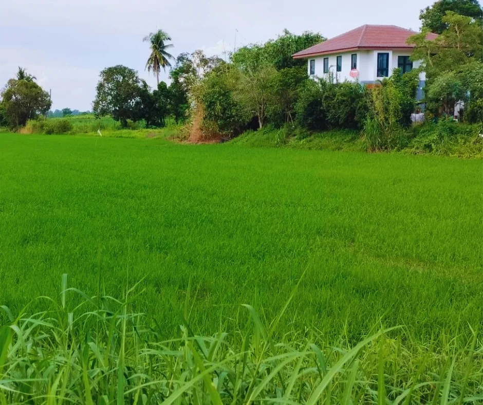 บ้านเดี่ยว บนที่ดิน 3 ไร่ 70 ตร.ว.  ต.เขาดินใต้ อ.เก้าเลี้ยว จ.นครสวรรค์ - image 2