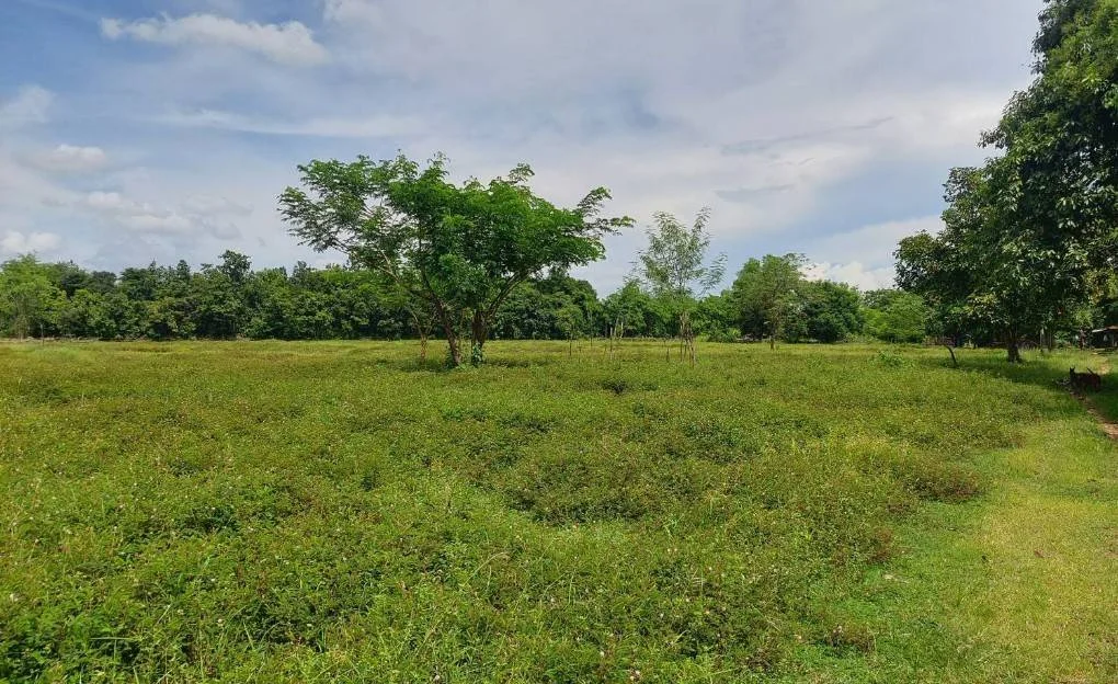 ขายที่ดินสวยติด   ถนนหนองคาย-ท่าบ่อ 32- 3-33 ไร่  ตรงข้าม ปั๊มน้ำมัน PT อ.เมืองจ.หนองคาย - image 5