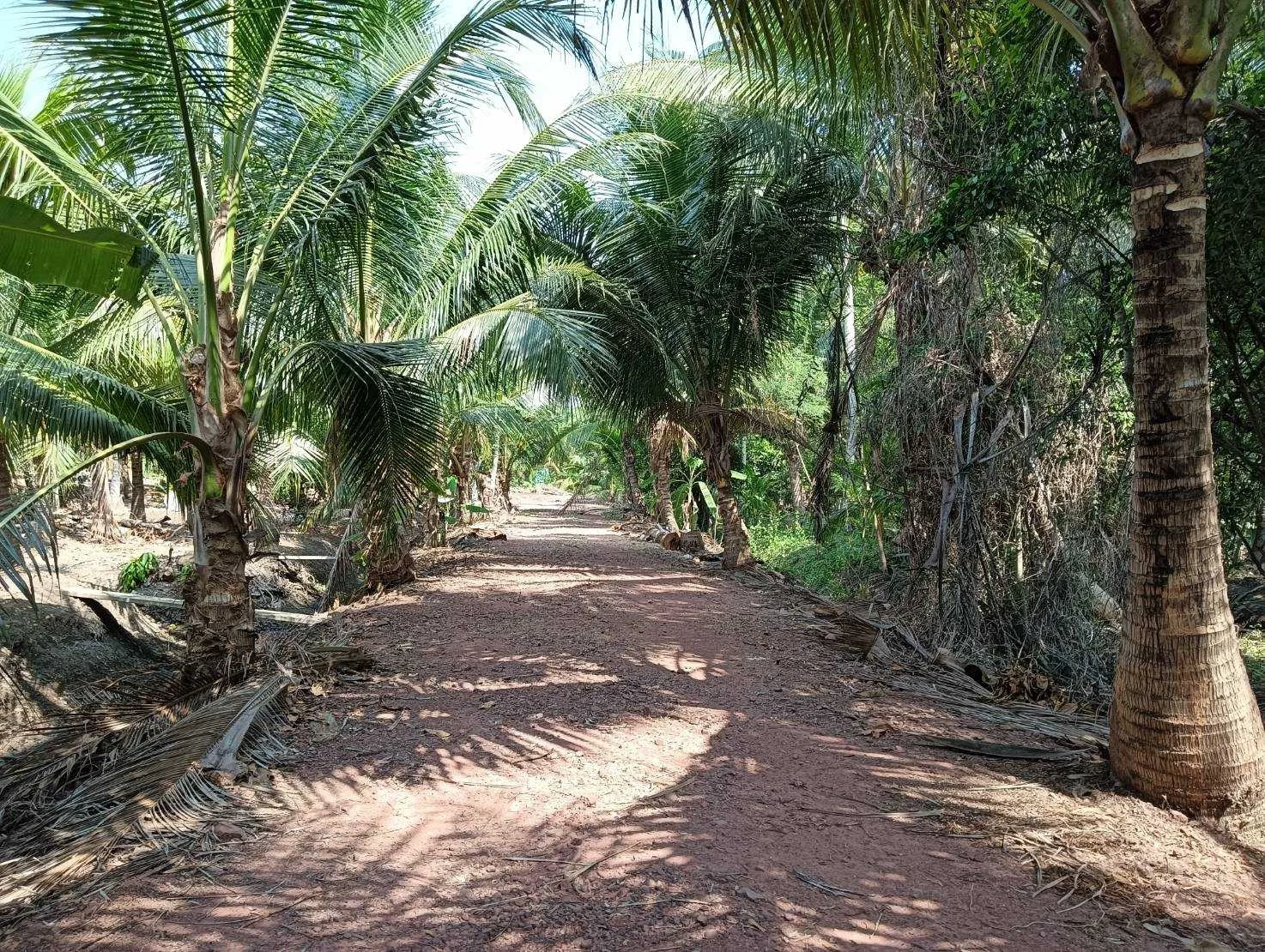 ZSK017 ขายที่ดินสวย วิวธรรมชาติ ปลูกบ้าน ทำสวน - image 4