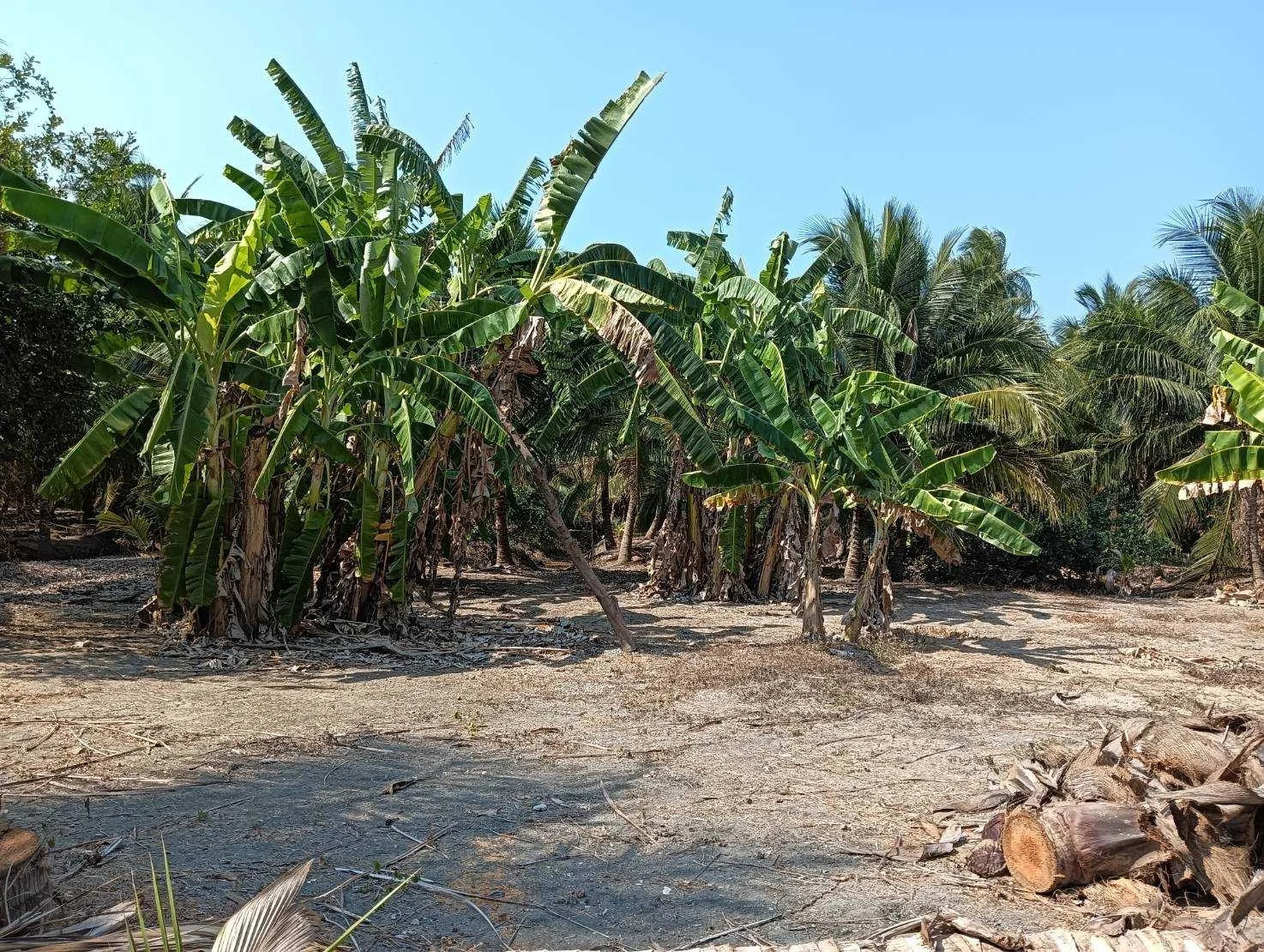 ZSK017 ขายที่ดินสวย วิวธรรมชาติ ปลูกบ้าน ทำสวน - image 5