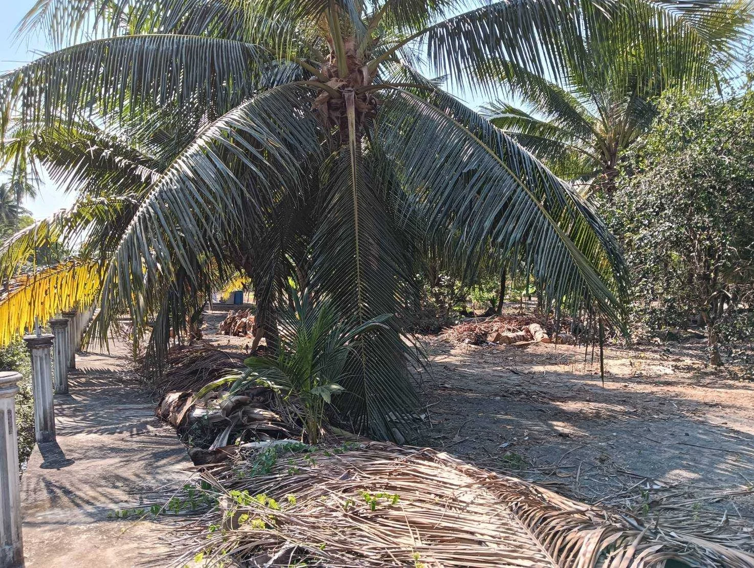 ZSK017 ขายที่ดินสวย วิวธรรมชาติ ปลูกบ้าน ทำสวน - image 6