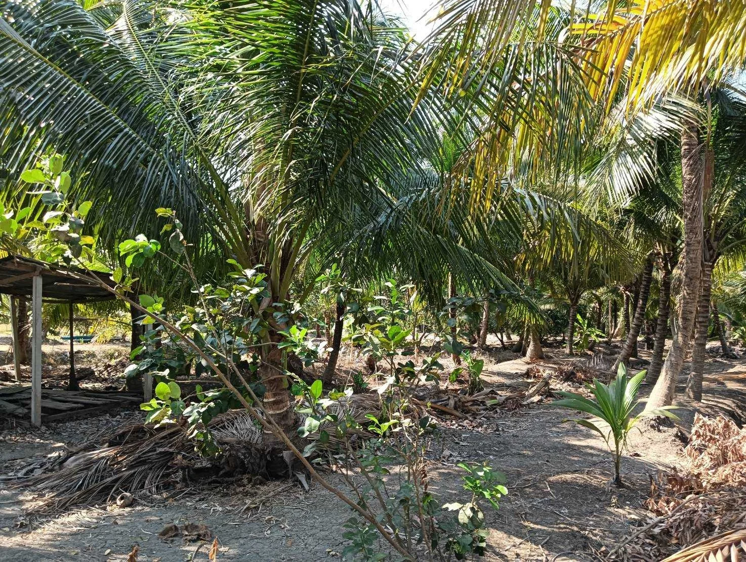 ZSK017 ขายที่ดินสวย วิวธรรมชาติ ปลูกบ้าน ทำสวน - image 7