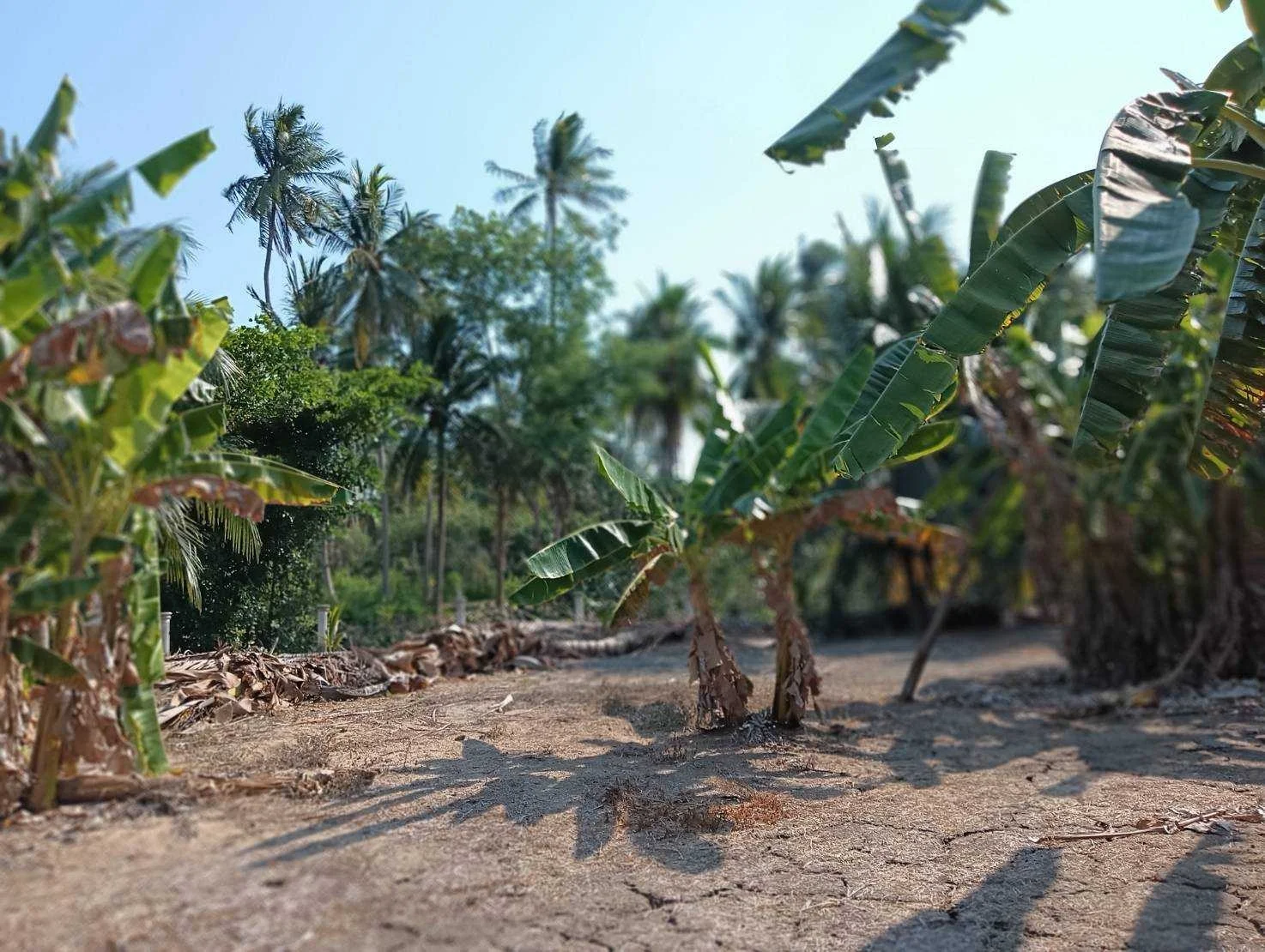 ZSK017 ขายที่ดินสวย วิวธรรมชาติ ปลูกบ้าน ทำสวน - image 9