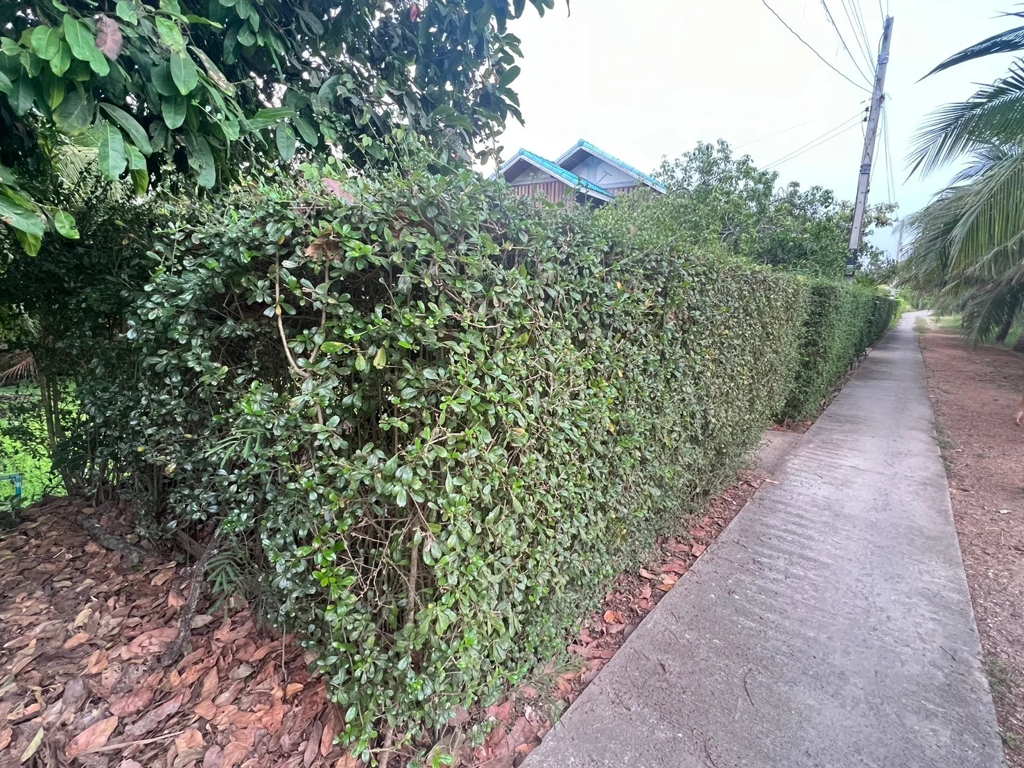 ZSK018 ขายที่ดินพร้อมบ้าน อำเภออัมพวา บรรยากาศธรรมชาติ - image 4