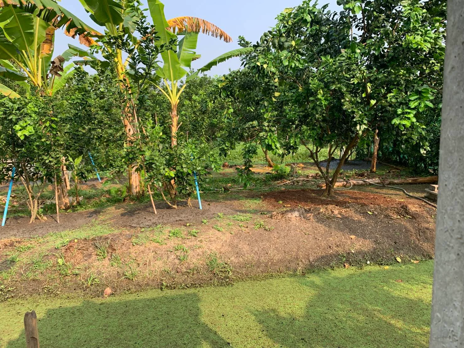 ZSK019 ขายที่ดิน ในสวนธรรมชาติอำเภออัมพวา 77ตารางวา - image 2