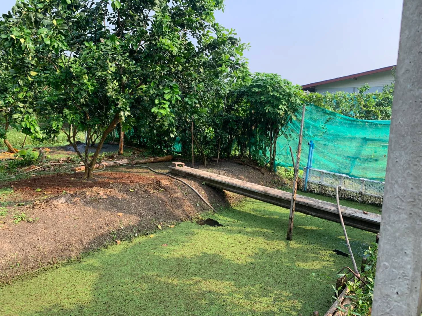 ZSK019 ขายที่ดิน ในสวนธรรมชาติอำเภออัมพวา 77ตารางวา - image 3