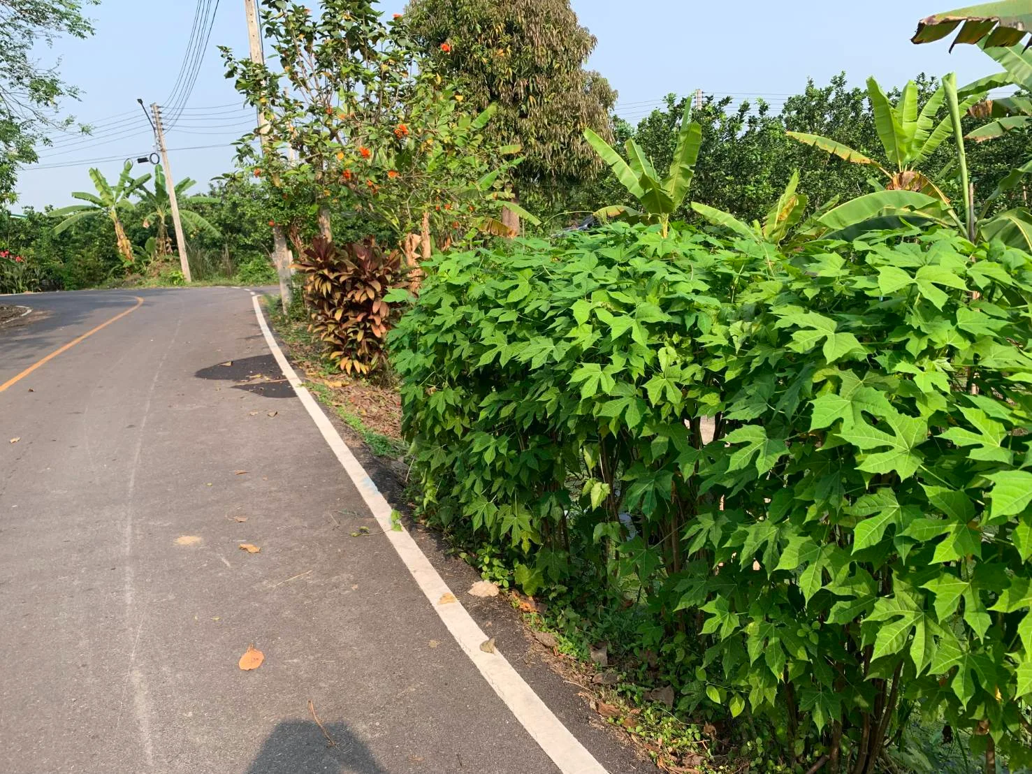 ZSK019 ขายที่ดิน ในสวนธรรมชาติอำเภออัมพวา 77ตารางวา - image 4