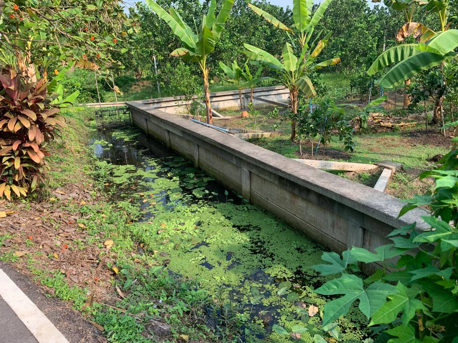 ZSK019 ขายที่ดิน ในสวนธรรมชาติอำเภออัมพวา 77ตารางวา - image 5