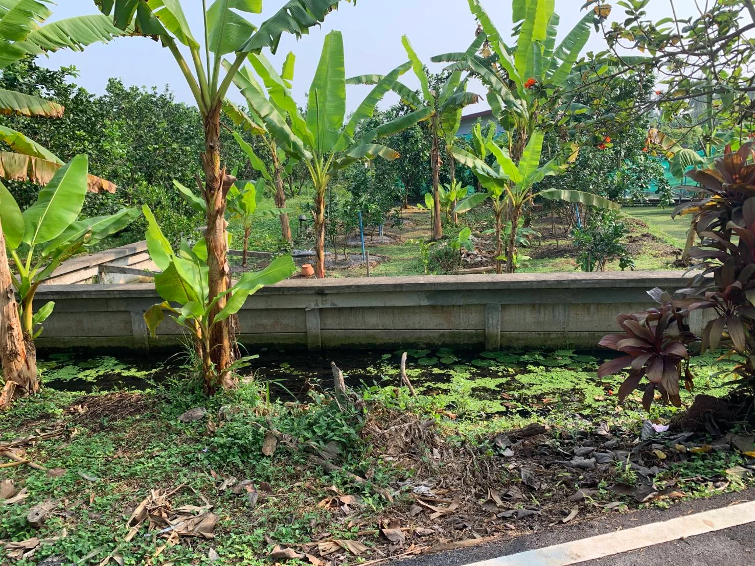 ZSK019 ขายที่ดิน ในสวนธรรมชาติอำเภออัมพวา 77ตารางวา - image 6