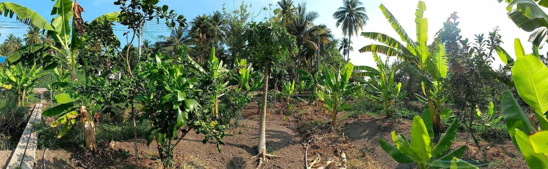 ZSK019 ขายที่ดิน ในสวนธรรมชาติอำเภออัมพวา 77ตารางวา - image 9