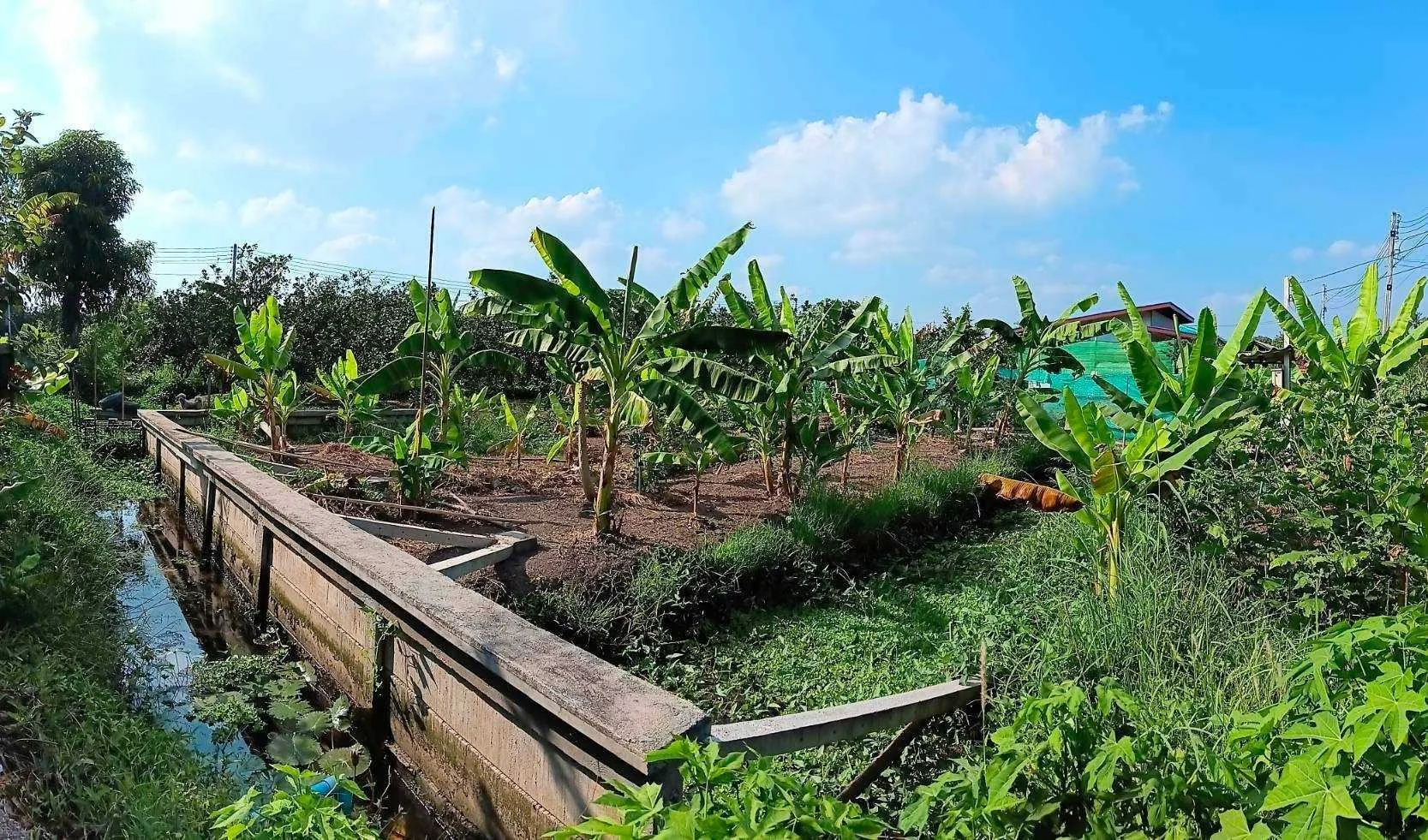 ZSK019 ขายที่ดิน ในสวนธรรมชาติอำเภออัมพวา 77ตารางวา - image 10