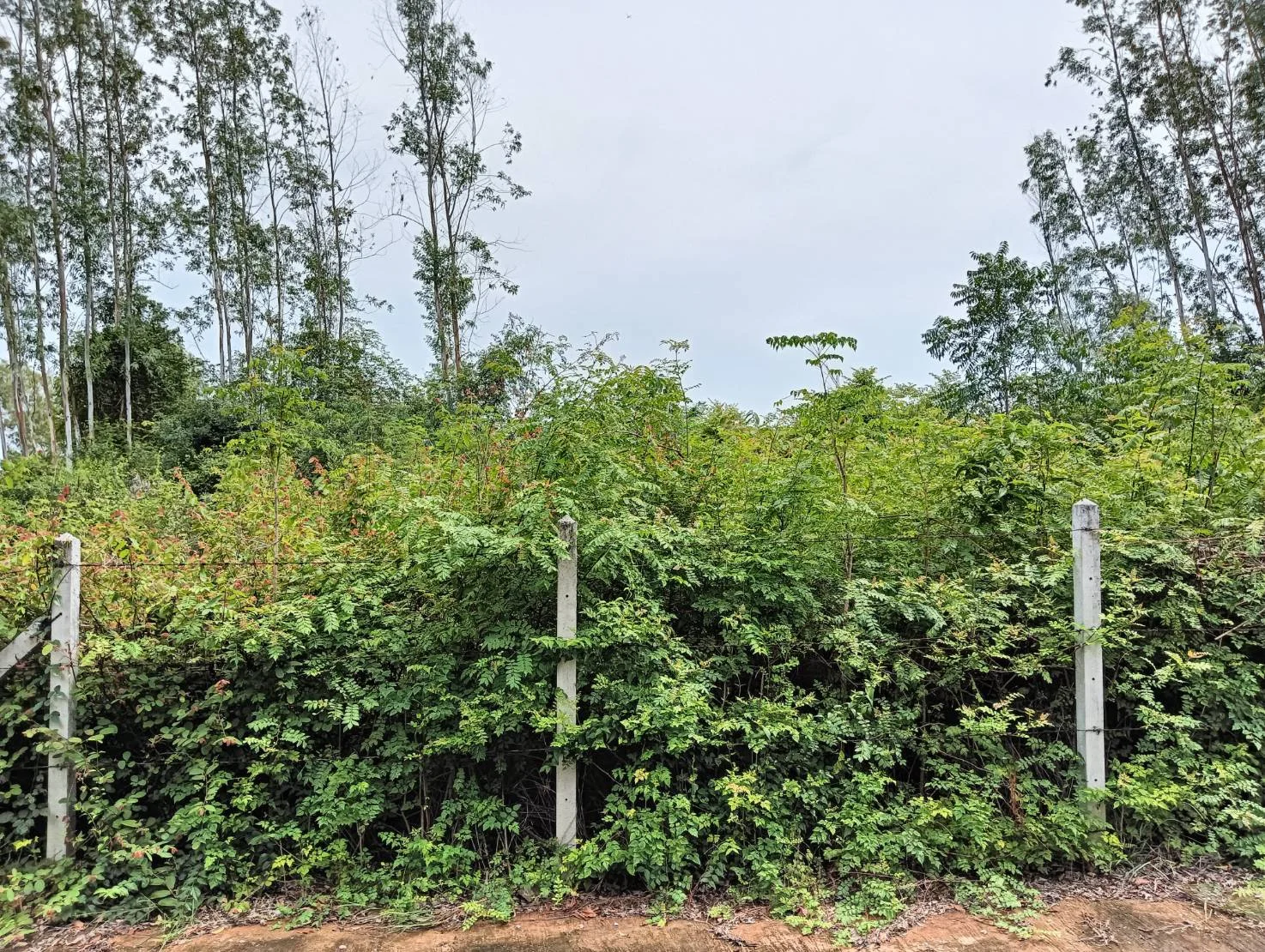 ZSK020 ขายที่ดินโซนหัวหิน 155 ตร.ว.  - image 6