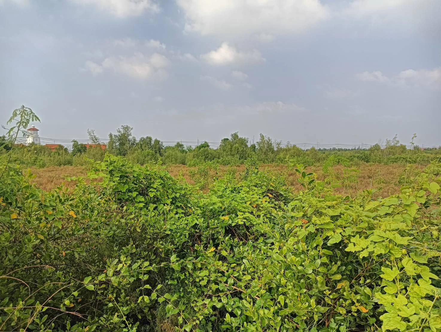 ZSK021 ที่ดินแบ่งขาย ใกล้จุดพักคลองโคน 3-0-60 ไร่ - image 2