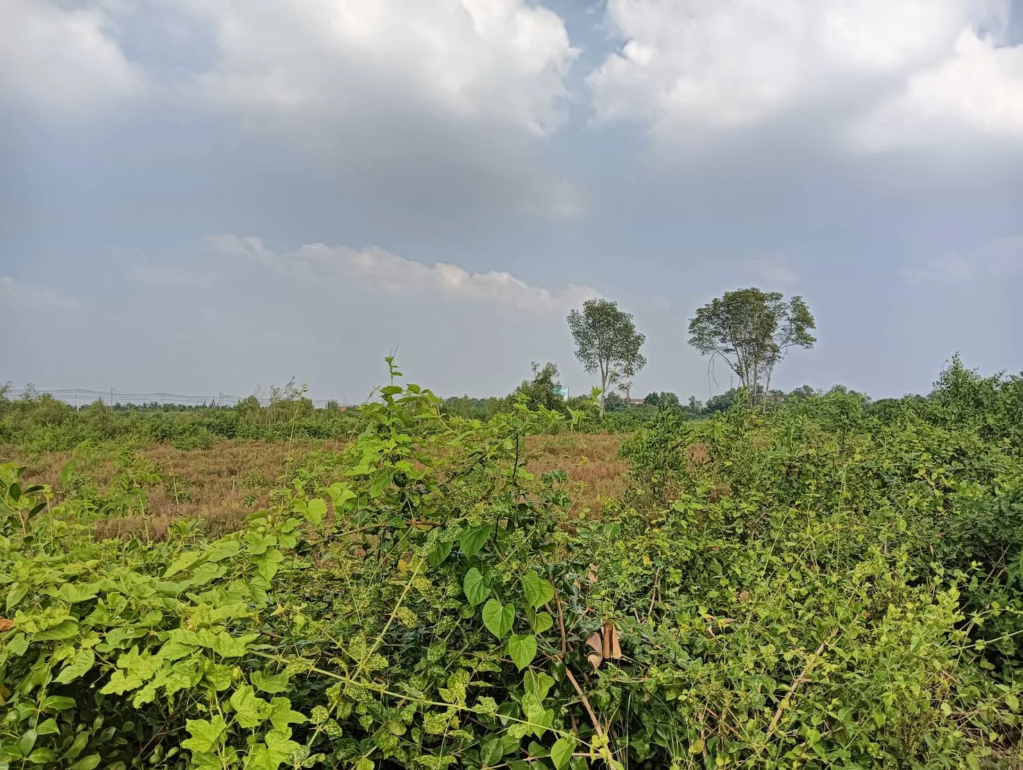 ZSK021 ที่ดินแบ่งขาย ใกล้จุดพักคลองโคน 3-0-60 ไร่ - image 3