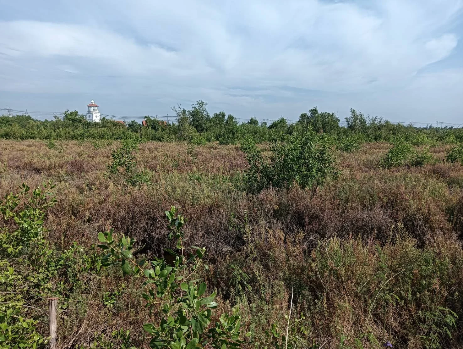 ZSK021 ที่ดินแบ่งขาย ใกล้จุดพักคลองโคน 3-0-60 ไร่ - image 8