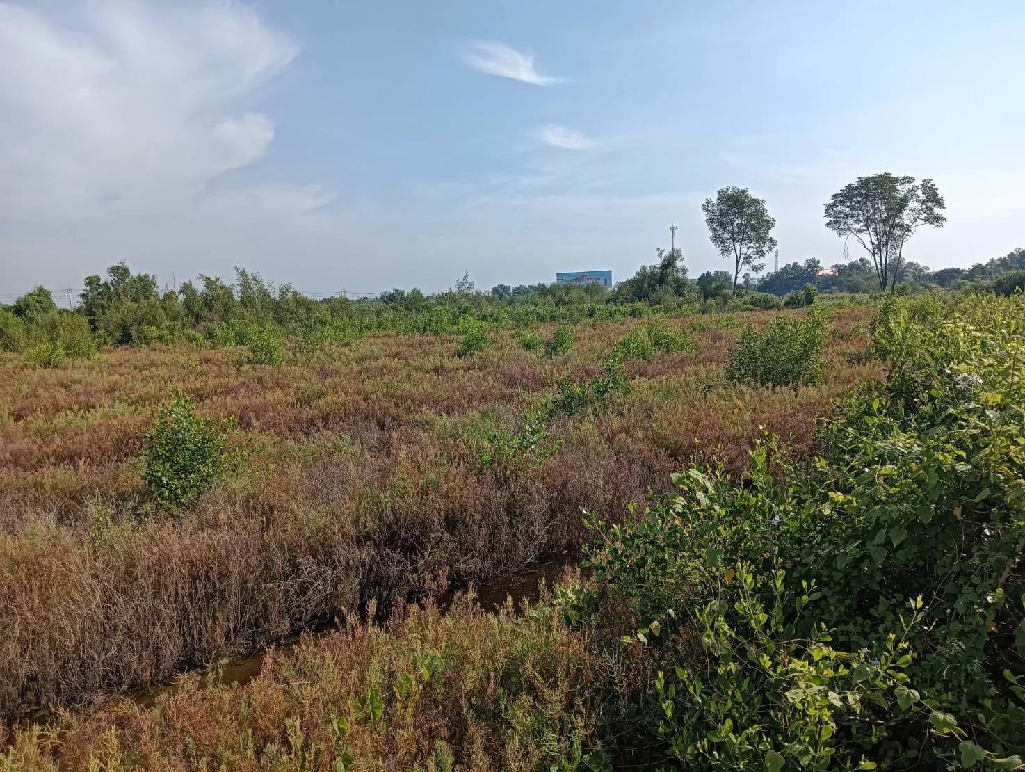 ZSK021 ที่ดินแบ่งขาย ใกล้จุดพักคลองโคน 3-0-60 ไร่ - image 9