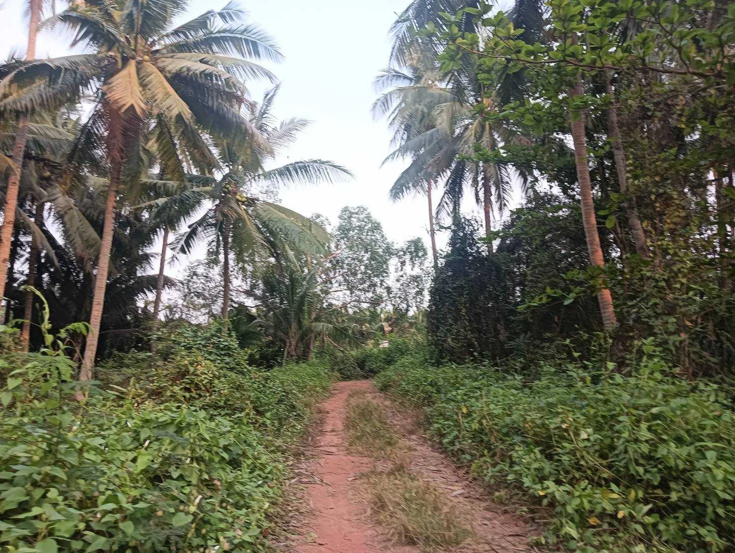 ZSK027 ขายที่ดินสวนมะพร้าว  4-0-60 ไร่  - image 2