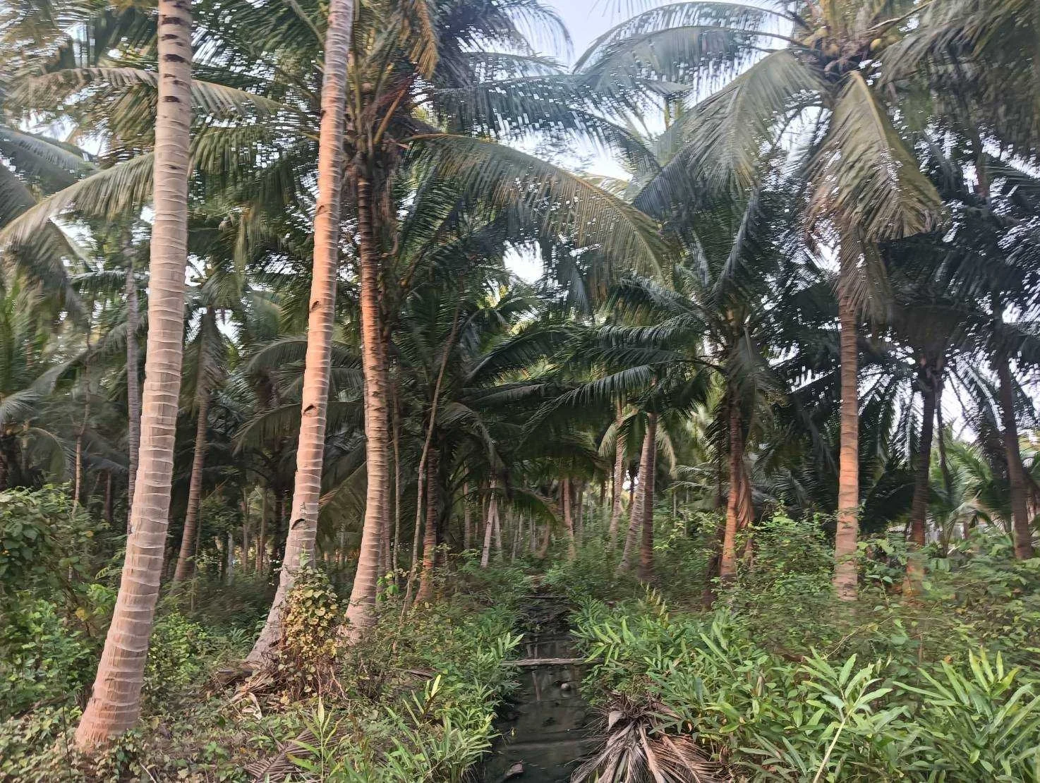 ZSK027 ขายที่ดินสวนมะพร้าว  4-0-60 ไร่  - image 3