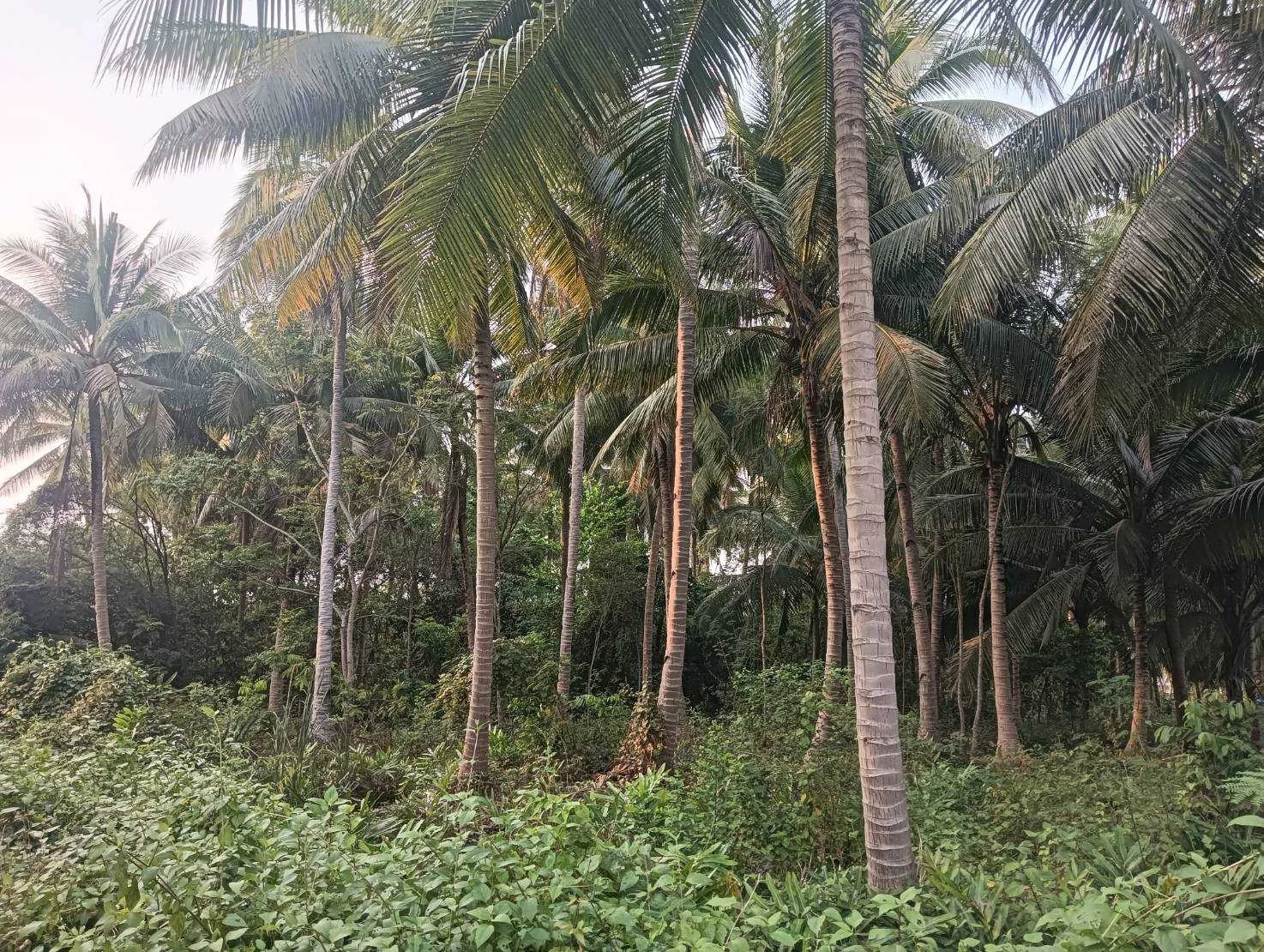 ZSK027 ขายที่ดินสวนมะพร้าว  4-0-60 ไร่  - image 4