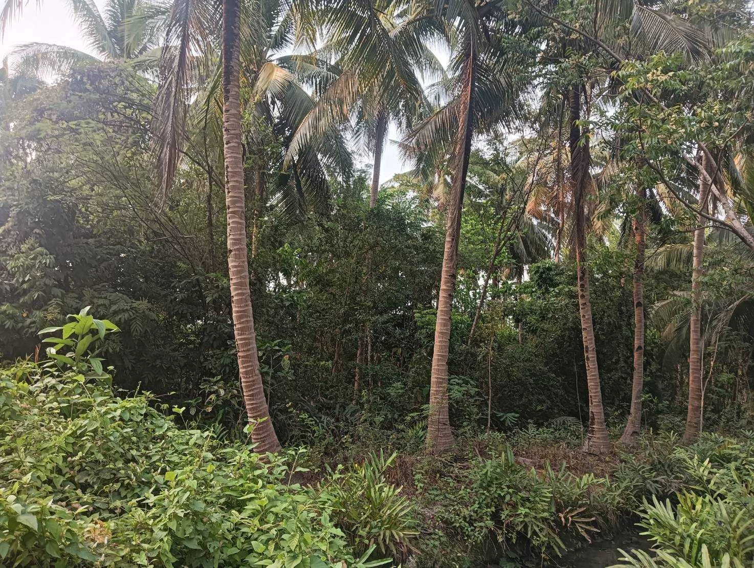 ZSK027 ขายที่ดินสวนมะพร้าว  4-0-60 ไร่  - image 5