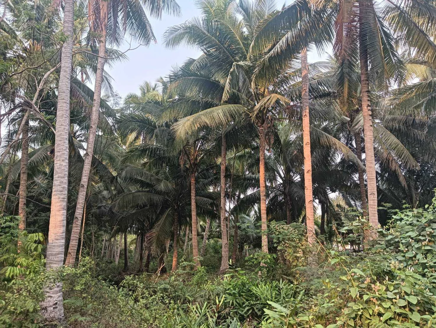 ZSK027 ขายที่ดินสวนมะพร้าว  4-0-60 ไร่  - image 6