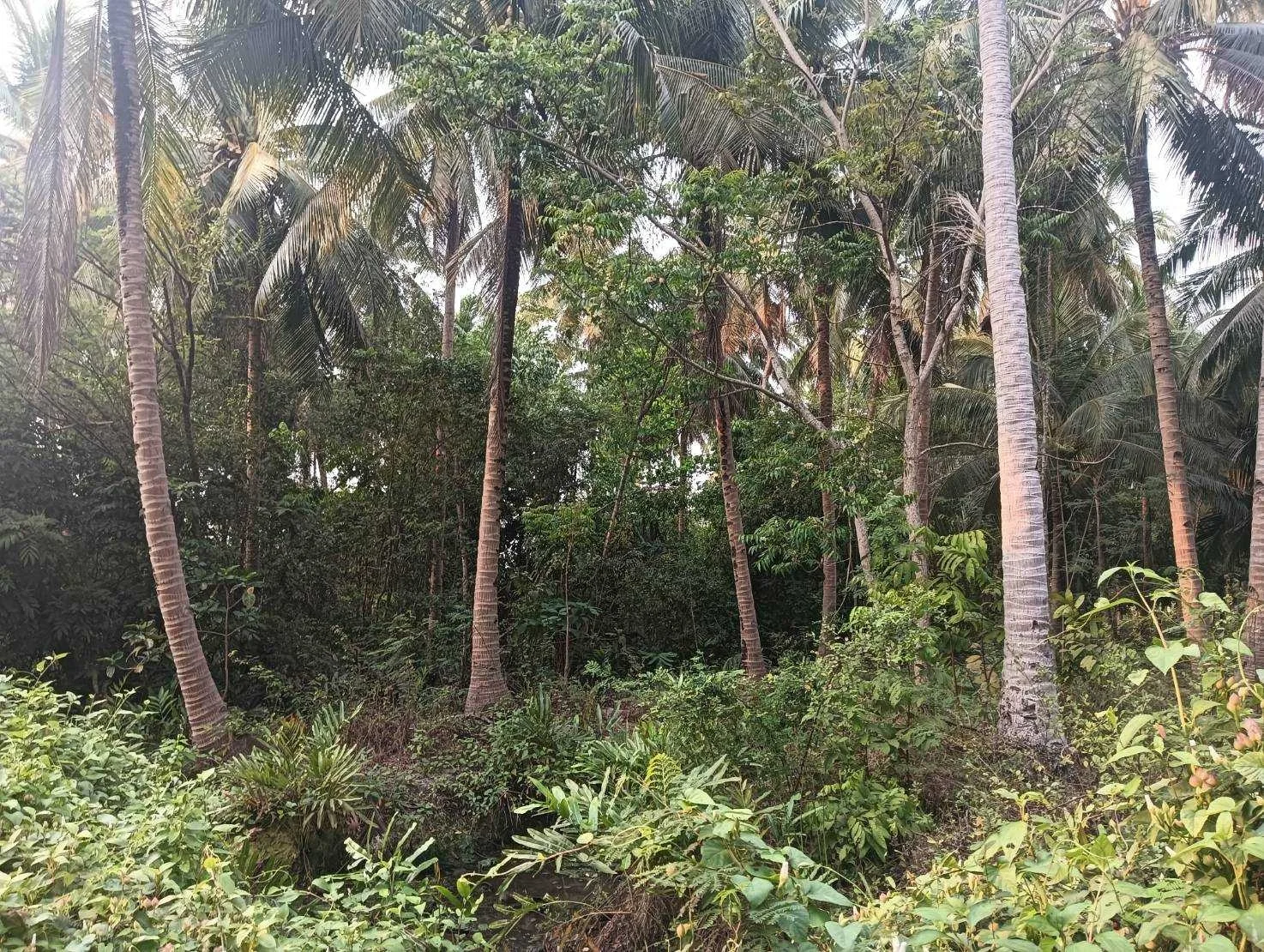 ZSK027 ขายที่ดินสวนมะพร้าว  4-0-60 ไร่  - image 7