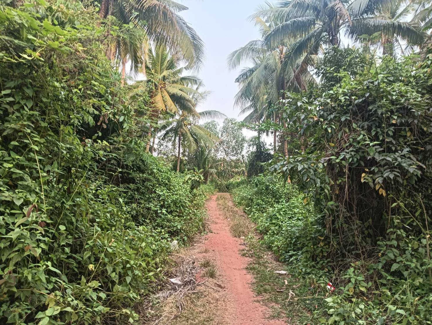 ZSK027 ขายที่ดินสวนมะพร้าว  4-0-60 ไร่  - image 8