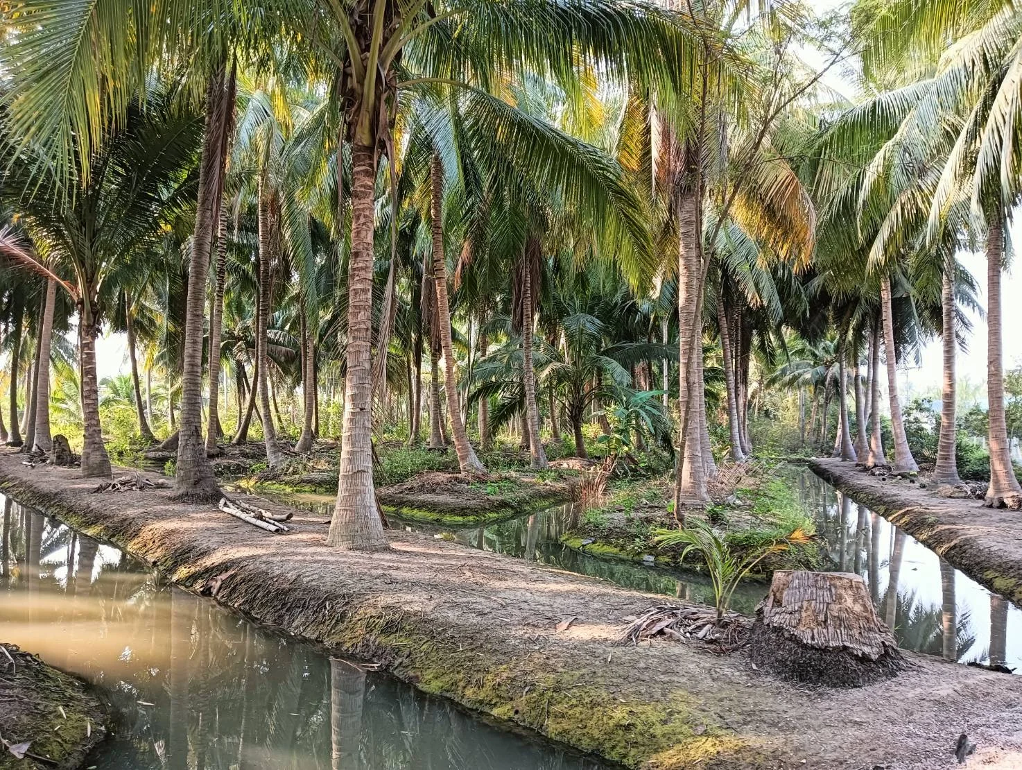 ZSK028 ขายที่ดินสวนมะพร้าว 2 ไร่ - image 2