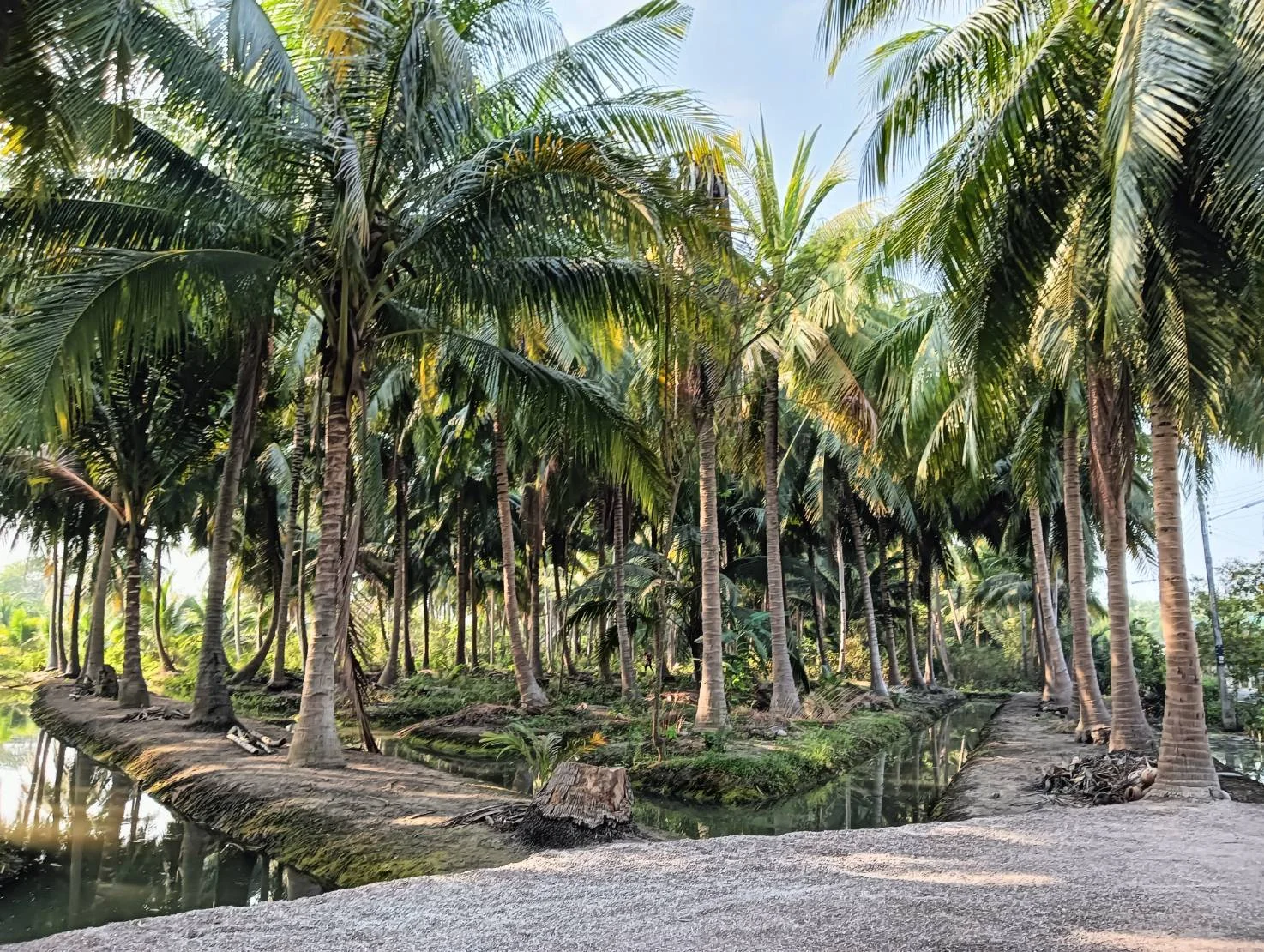 ZSK028 ขายที่ดินสวนมะพร้าว 2 ไร่ - image 3