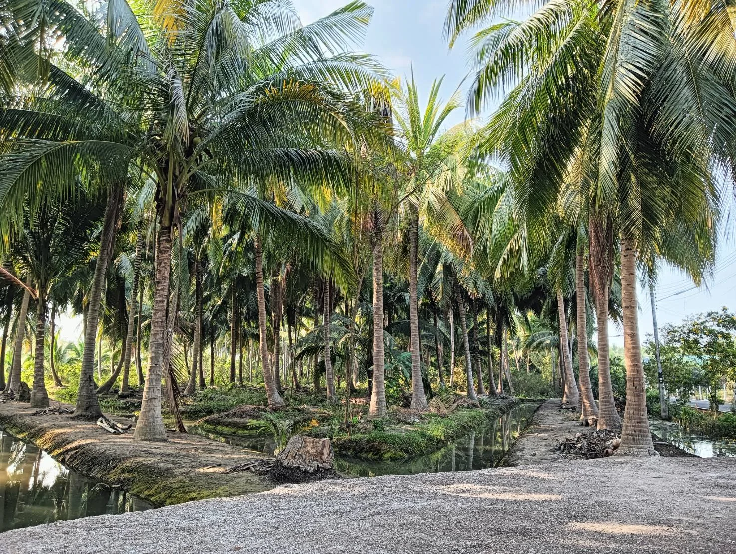 ZSK028 ขายที่ดินสวนมะพร้าว 2 ไร่ - image 4